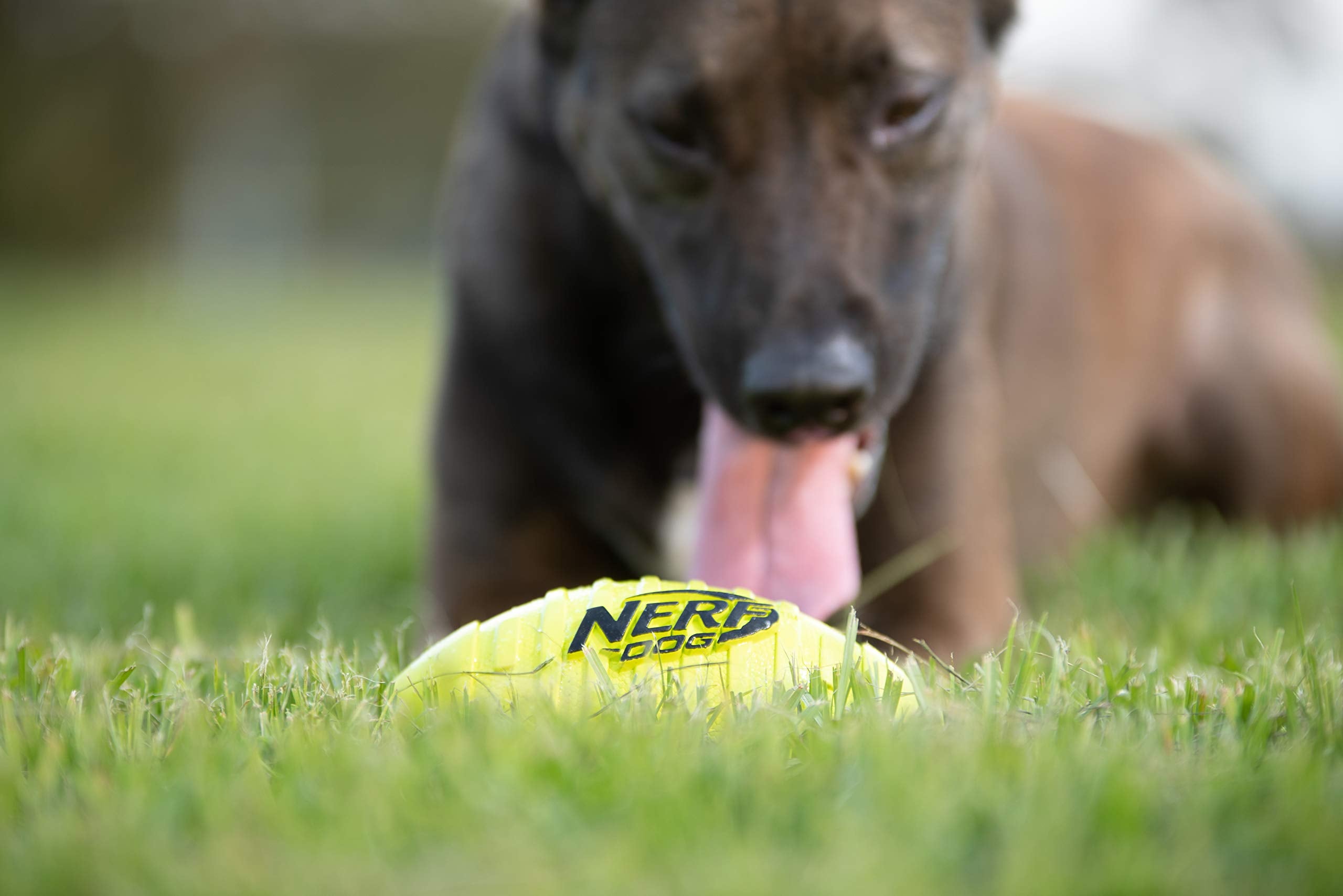 Nerf Dog Rubber Football Dog Toy With Squeaker, Lightweight, Durable And Water Resistant, 7 Inch Diameter For Medium/Large Breeds, Single Unit, Green, Model:6997