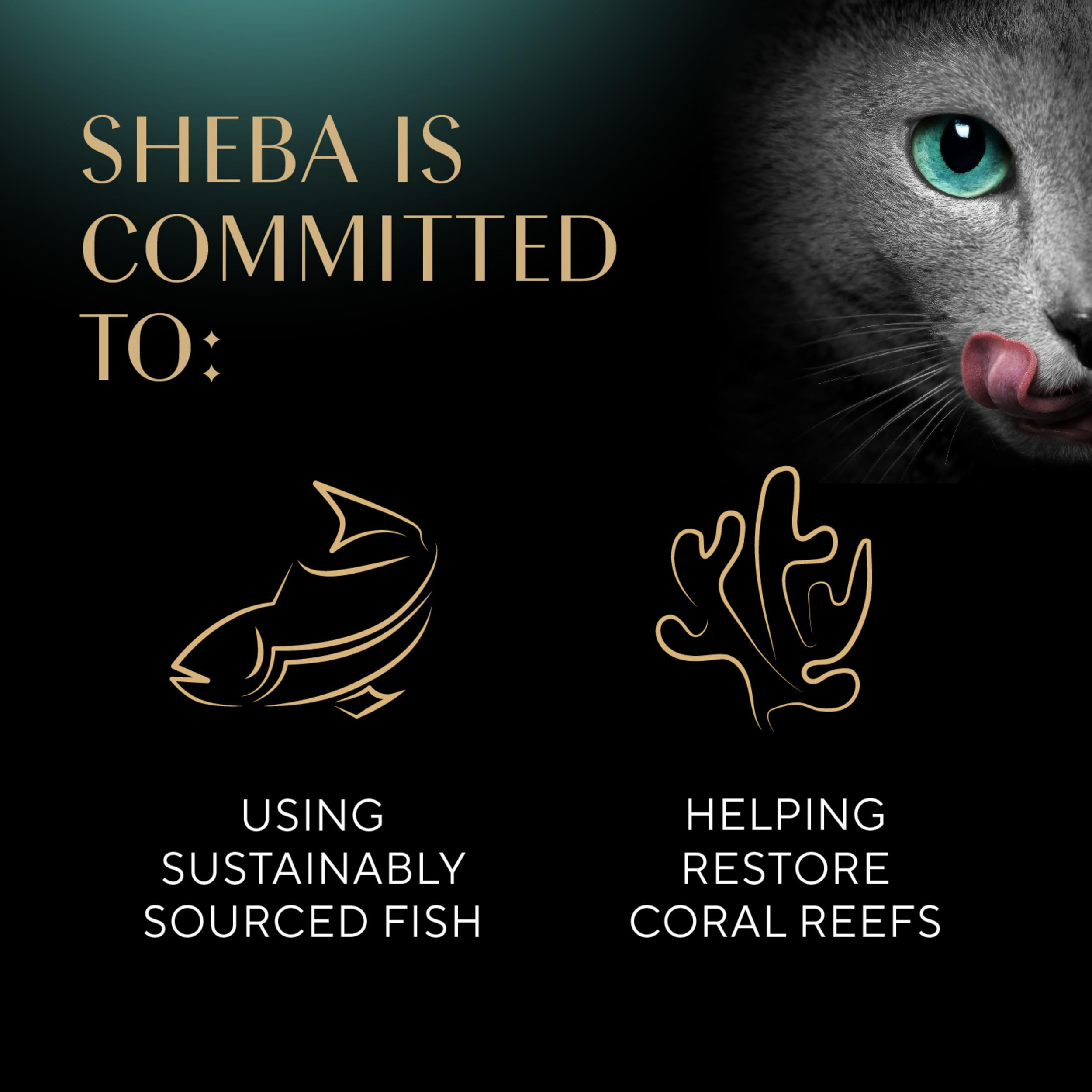 Sheba Perfect Portions Wet Cat Food Cuts in Gravy with Roasted Chicken Entree, 2.6 oz., Twin-Pack Trays (24 Count, 48 Servings)