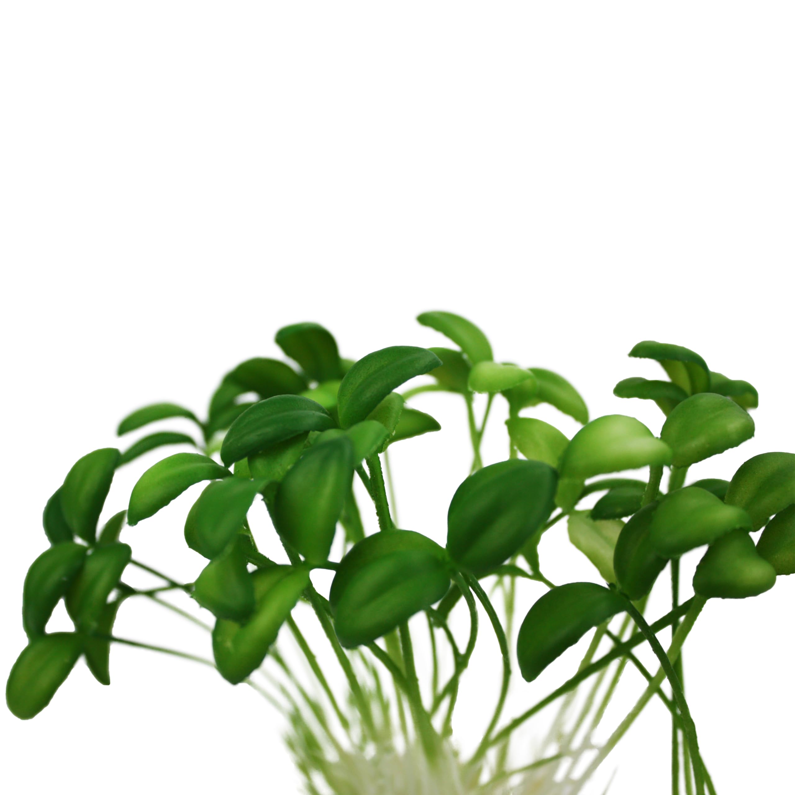 Komodo Sprouts