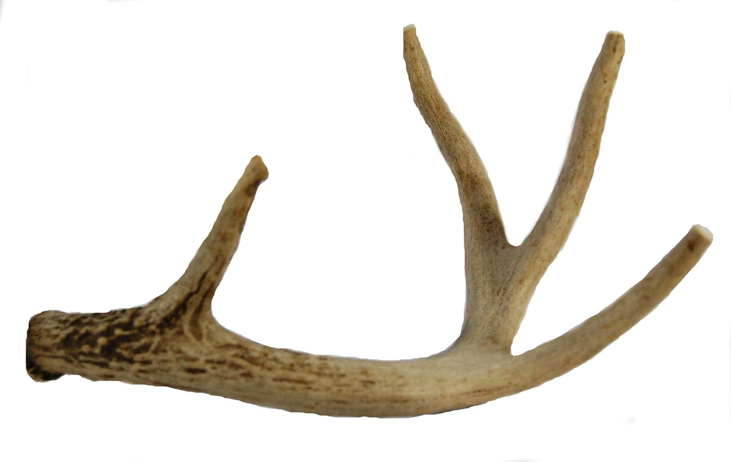 Big Dog Antler Chews - Whitetail Deer Antler Dog Chew, Medium, 8 Inches to 13 Inches Long, Natural, Healthy Long-Lasting Treat. 