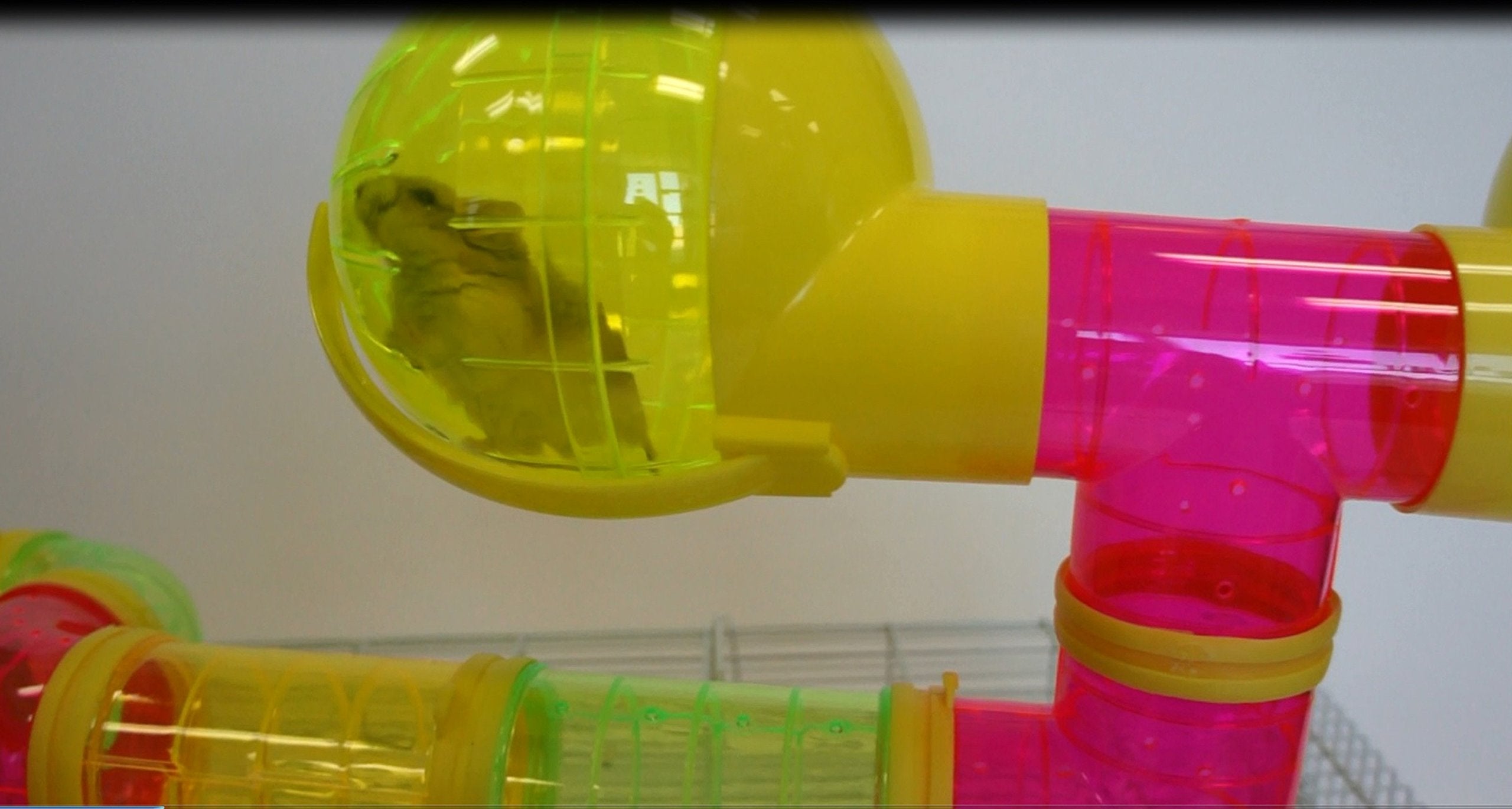 Dwarf Hamster, Mice Cage, with Color Tubes and Accessories, Pink