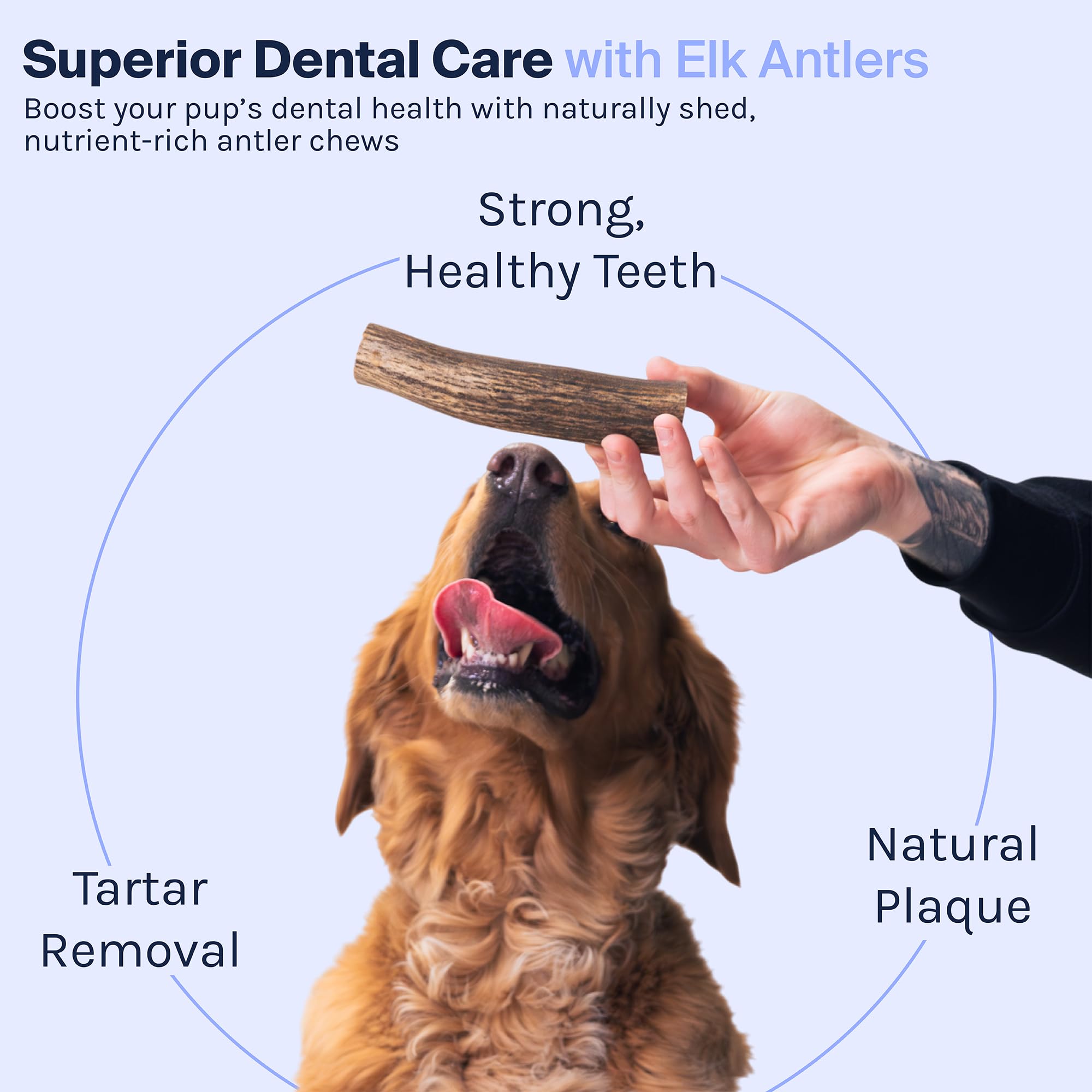Good Trouble Premium Elk Antlers For Small Dogs - 1 Pack Split Pets - All-Natural, Shed Antler Chews For Dental Health & Calming