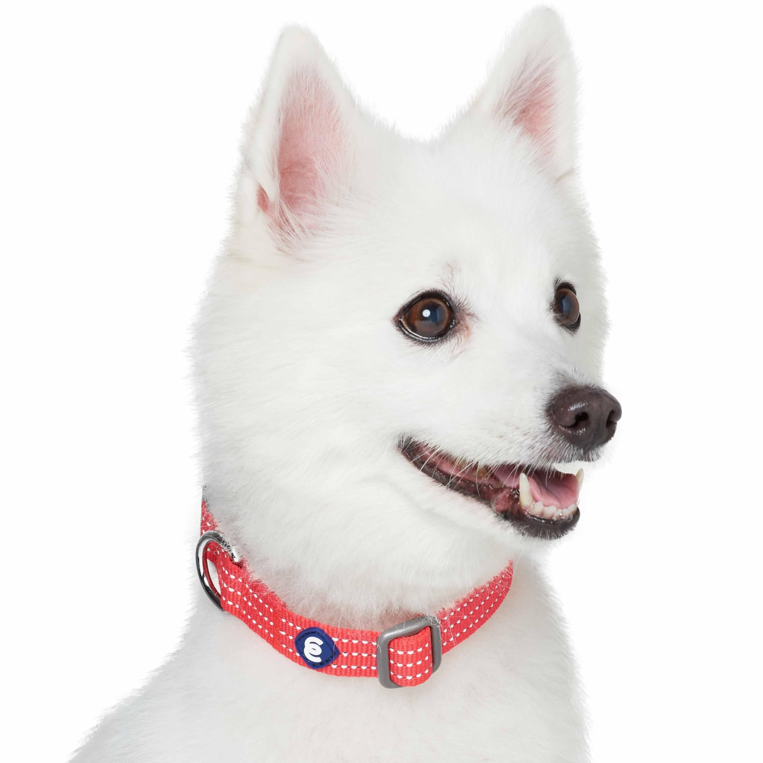 Blueberry Pet Essentials Matching Medium Dog Collar | Adjustable Classic Solid Color Nylon Dog Collars for Medium Dogs | Reflect