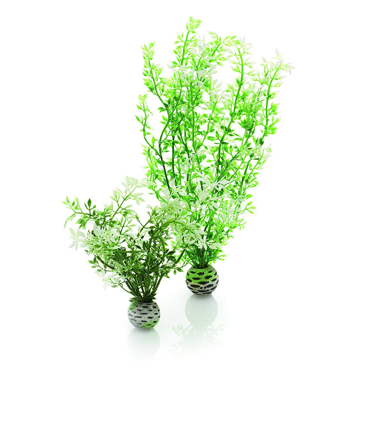 Biorb Winter Flower Plant Pack Medium