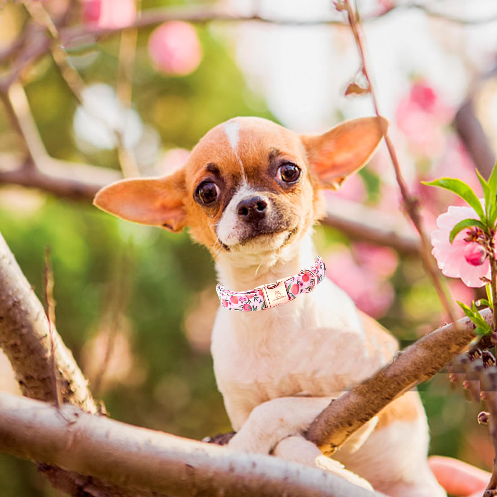 Lionheart Glory Pink Dog Collar Peach Dog Collar Girl Soft Durable Adjustable Collar Spring Collar Dog For Medium Dogs, Medium (