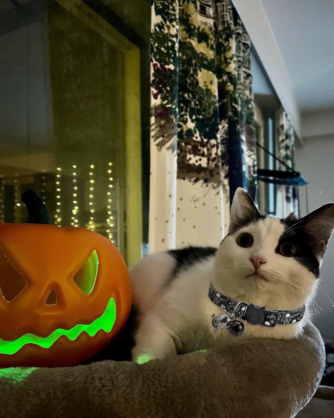 Boombone Cat Collar Halloween Set Of 2, Skull Cat Collar For Small Dogs, Holiday Kitten Collar With Bell
