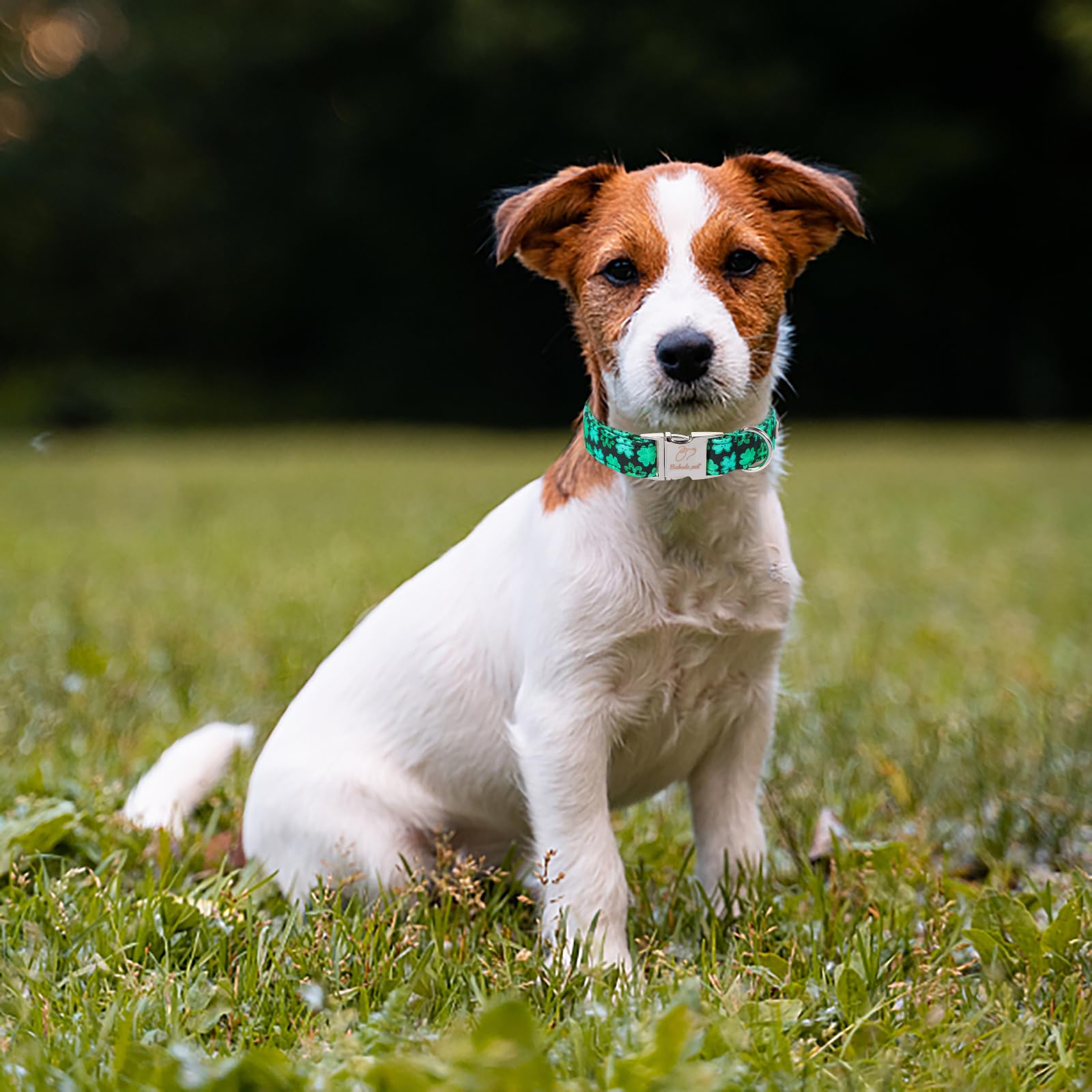 Babole Pet St Patricks Day Dog Collar, Neon Green Shamrock Pet Collar With Metal Buckel, Durable Adjustable Holiday Dog Collars