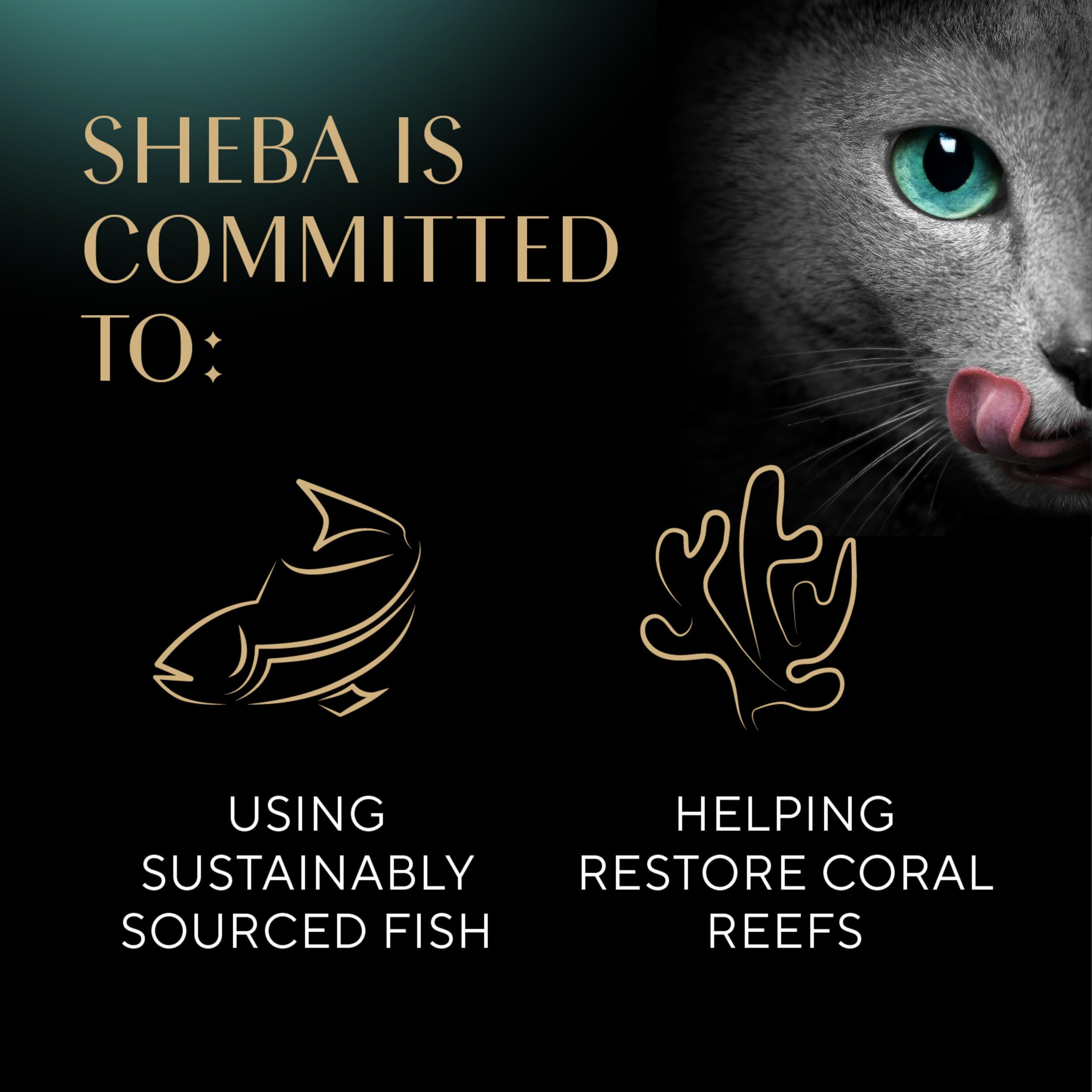 Sheba Perfect Portions Wet Cat Food Pate Savory Chicken Entree and Roasted Turkey Entree Variety Pack, 2.6 oz. Twin Pack Trays (