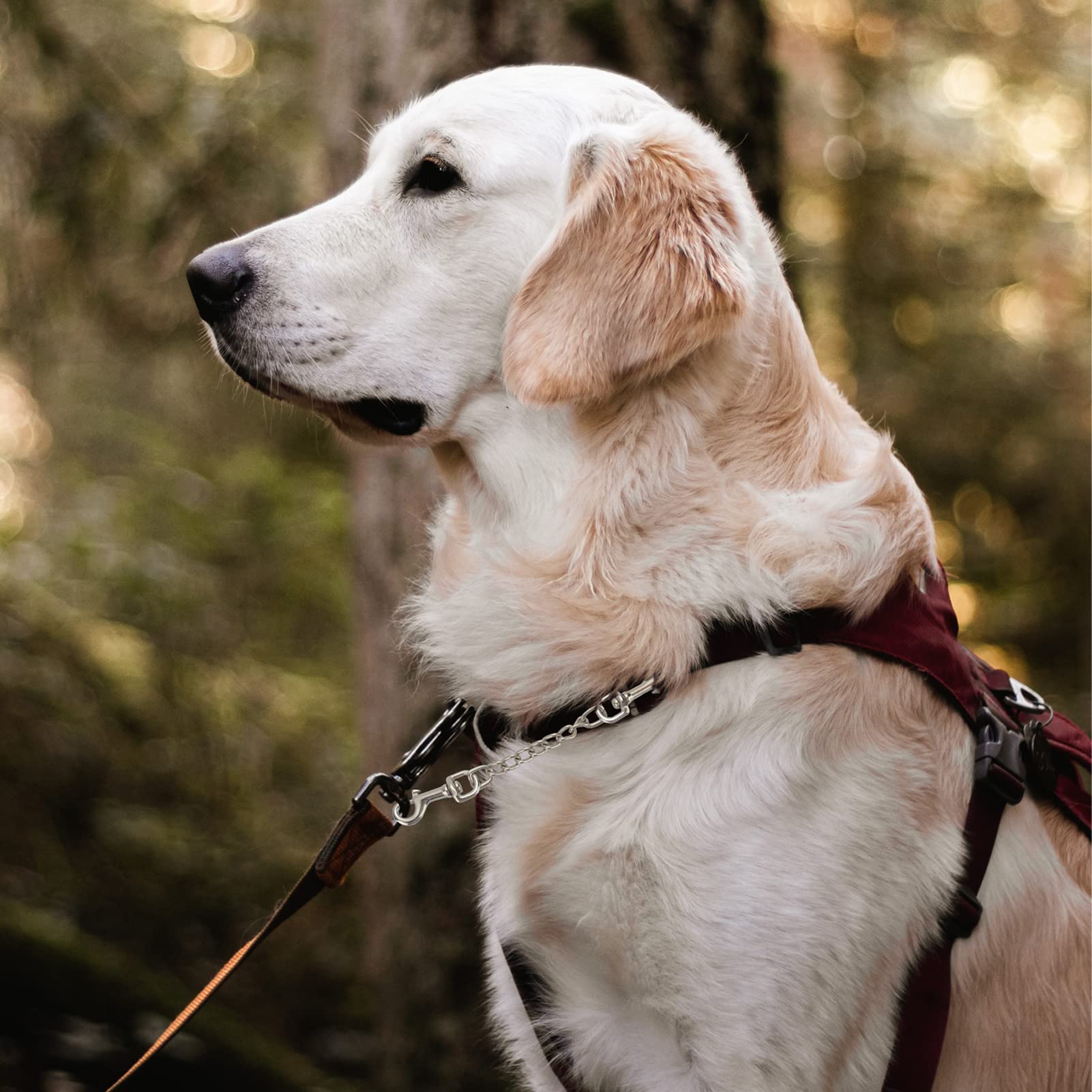 Jipimon Safety Clip Metal Double Ended Backup Dog Collar Clip For Prong Harness Connector (Small)