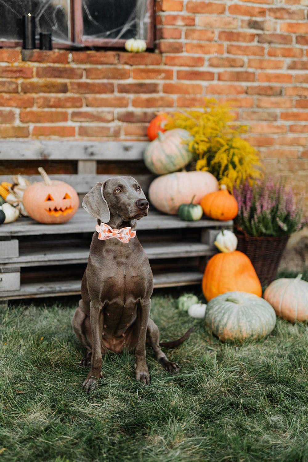Lionheart Glory Premium Dog Collars, Bowtie Dog Collar, Adjustable Heavy Duty Halloween Dog Collar With Bow For Xlarge Dogs