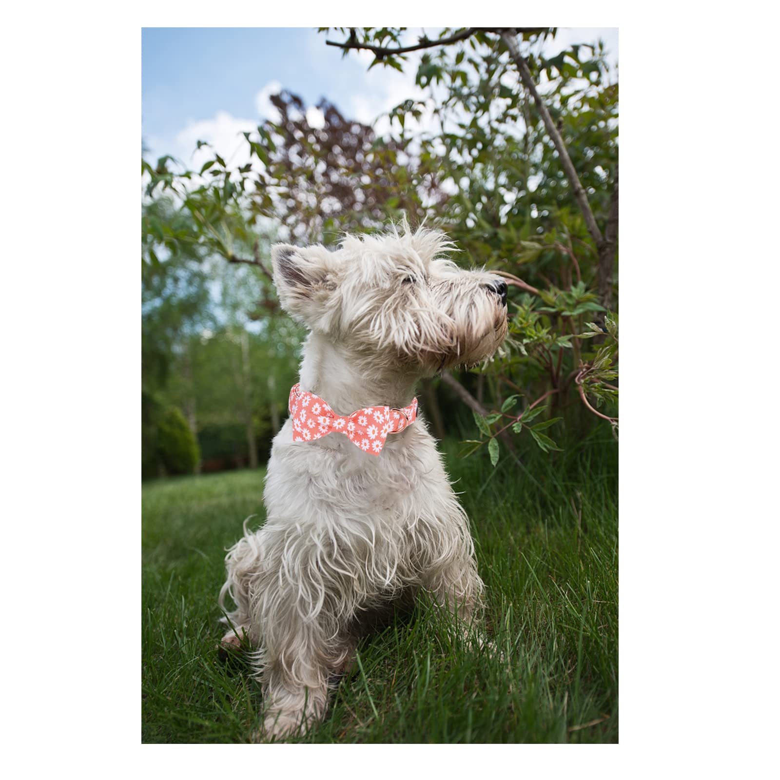 Unique Style Paws Dog Collar With Bow Tie Pink Daisy Summer Dog Collar For Small Medium Large Dogs With Adjustable Metal Buckle -S