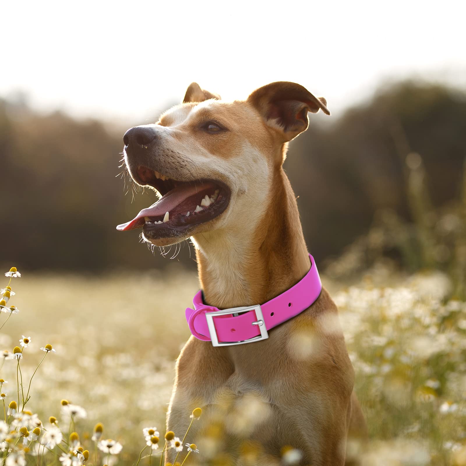 Wisedog Waterproof Dog Collar: Multiple Adjust 8.5” To 32.6”, Soft Rubber Coated Webbing, Easy To Clean, For Small Medium Large Dogs (Xl(Length:18'-23.6'; Width:1'), Rose Violet)