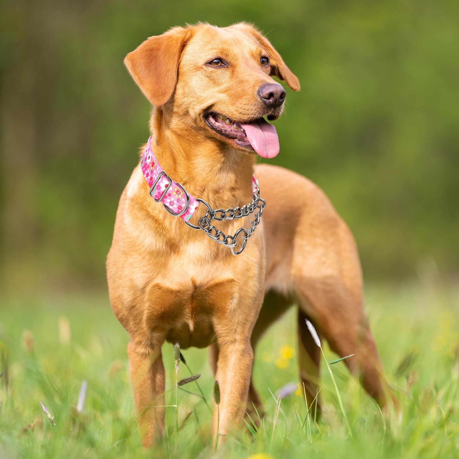 Martingale Dog Collar With Steel Chain- No Pull Escape-Proof Training Choker For Medium, Large & Xl Dogs | Heavy Duty Anti-Slip