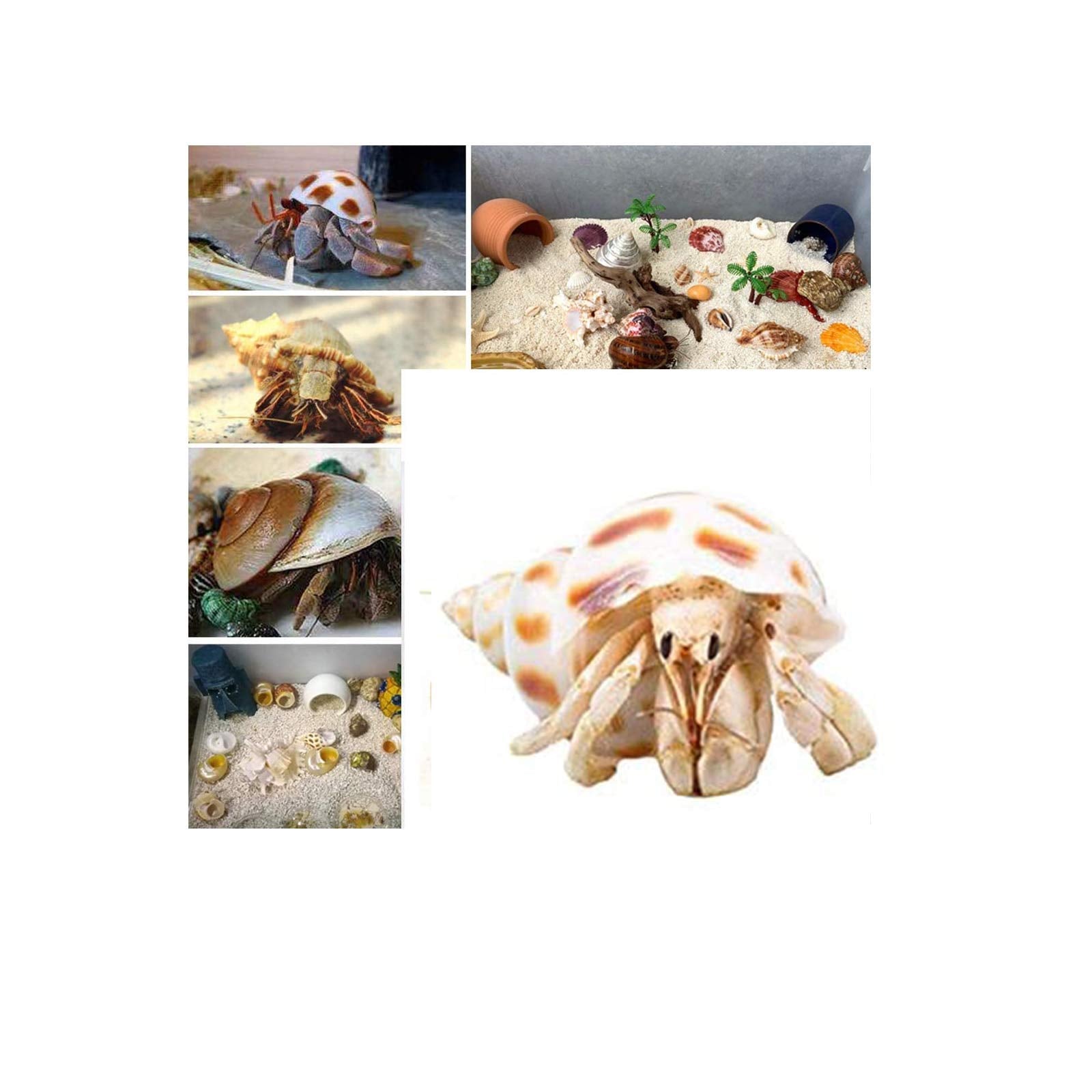 9Pcs Hermit Crab Shells Large Small Growth Turbo Seashell Supplies Natural Sea Conch Home Decor