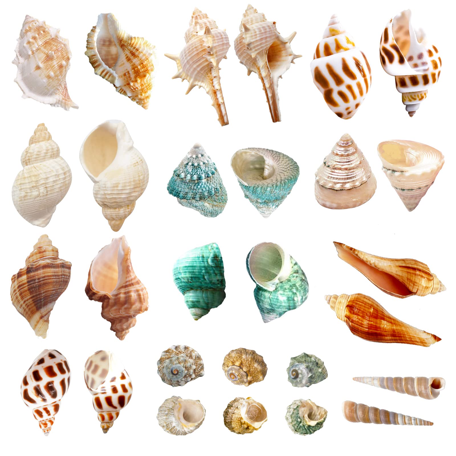 Lucky Baby 15+Pcs Hermit Crab Shells Small To Medium Sea Conch Size 1/4-1 1/2 Inches Natural Growth Turbo Seashells Conch For Small Hermit Crab Turbo Shells