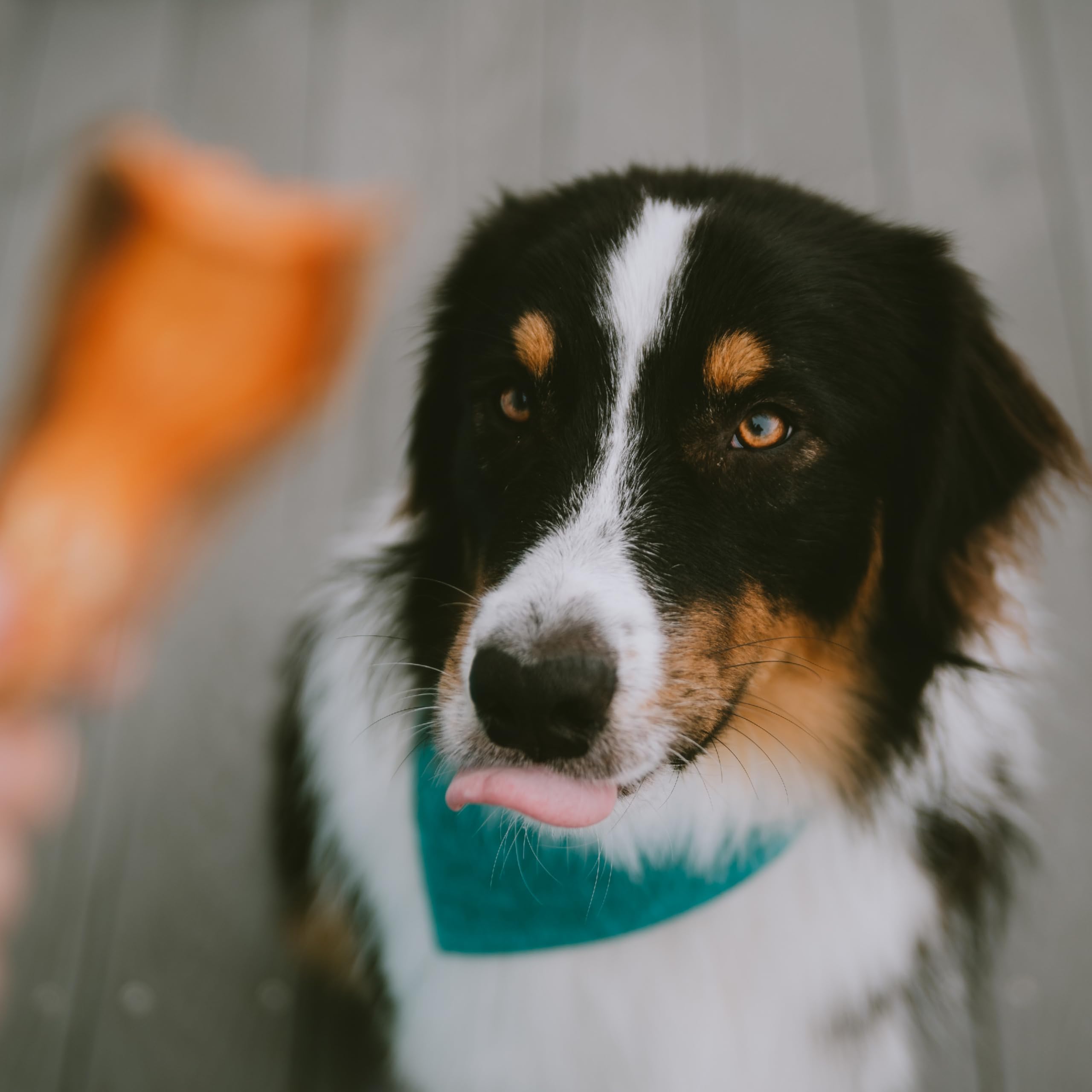 Wholesome Pride Sweet Potato Chews Dog Treats, 16 oz - 100% All-Natural, Single Ingredient, Healthy Snack for Dogs