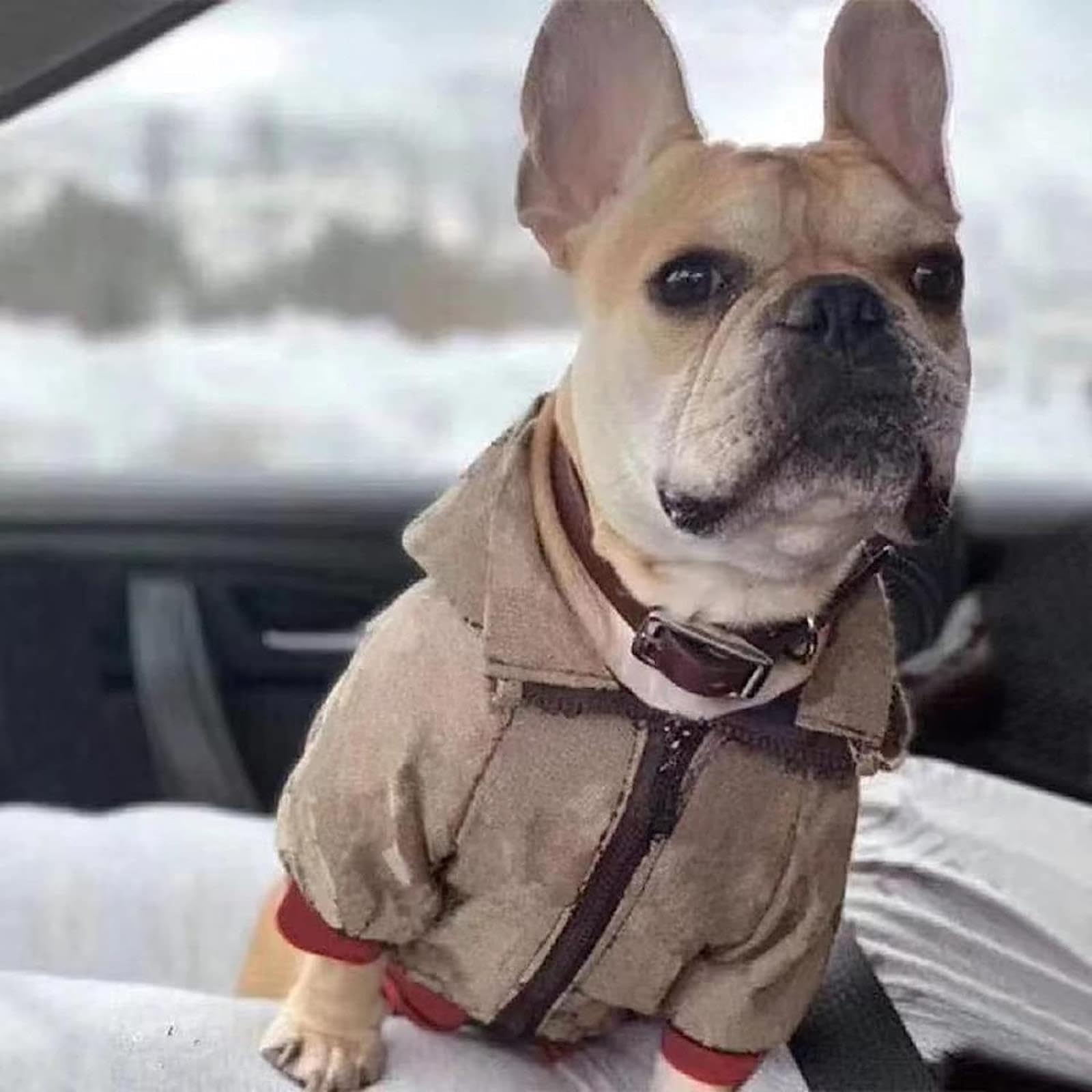HQREA Dog Hoodie - Luxury Winter Jacket, Zipper Design, Small Size, Cloth Material, Model MINGJ-63704, Color A