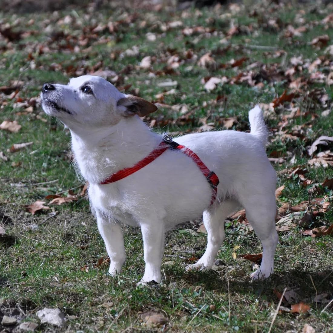 Coastal Pet Size Right Adjustable Dog Harness - Small & Big Dog Harness - Comfortable Dog Training Harness - Includes Snap-Lock Buckle - Quality Dog Supplies - Blue, 5/8' X 18-24'