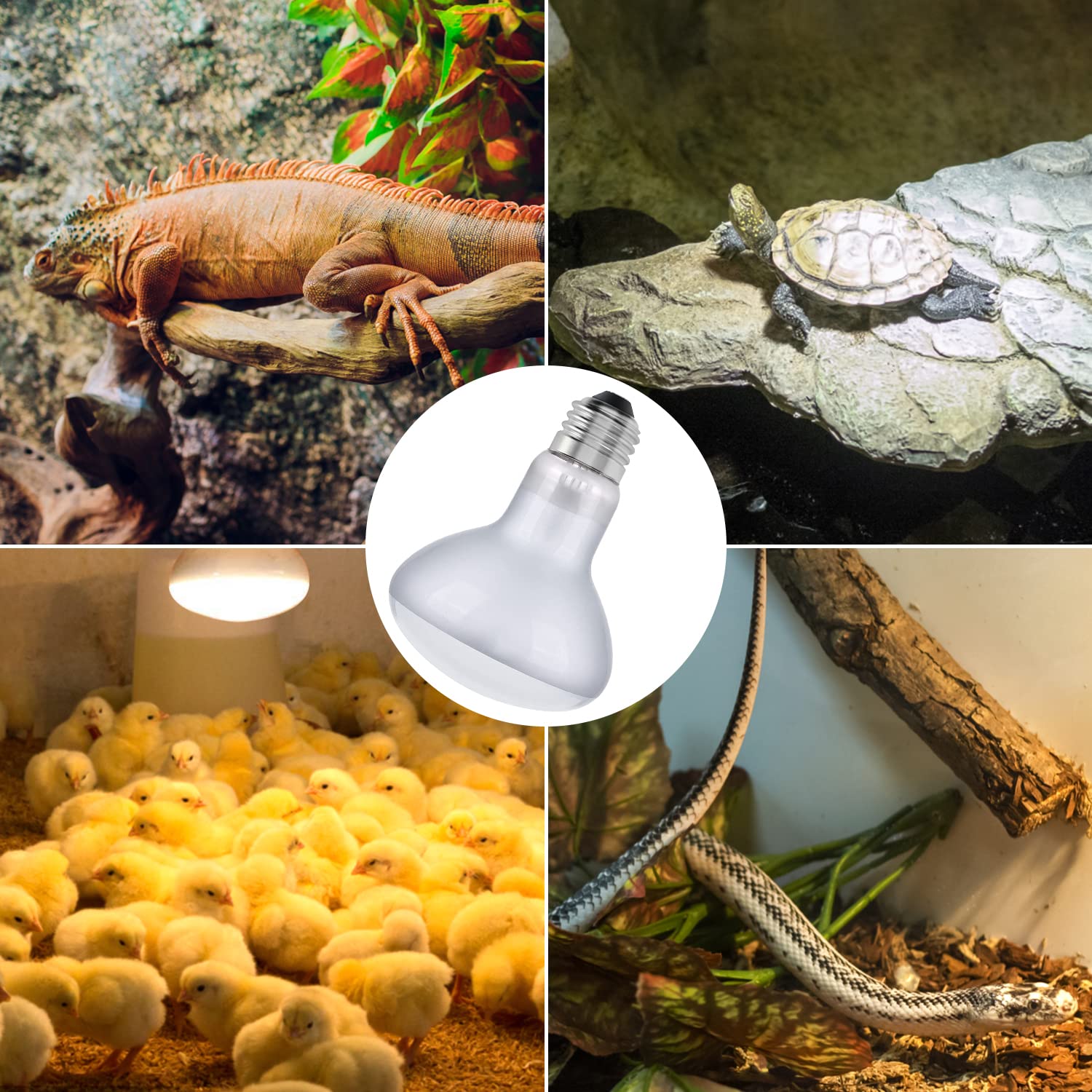 Dallfoll 2 Pack Reptile Heat Lamp Bulbs, 50W Amphibian Uva Basking Light Bulbs, Reptile Daylight Spot Light Bulbs For Turtle, Lizard, Beard Dragon