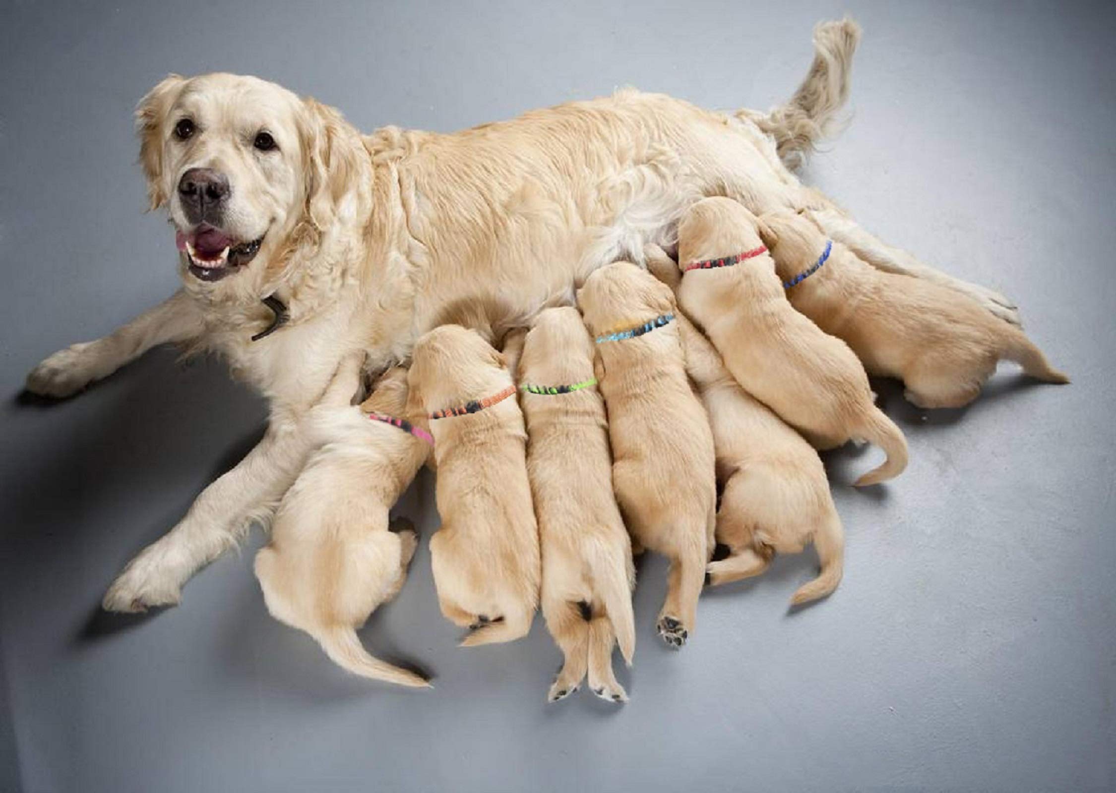 Puppy Id Collar Identification Soft Nylon Adjustable Breakaway Safety Whelping Litter Collars For Newborn Pets With Record Keeping Charts 12Pcs/Set (S)