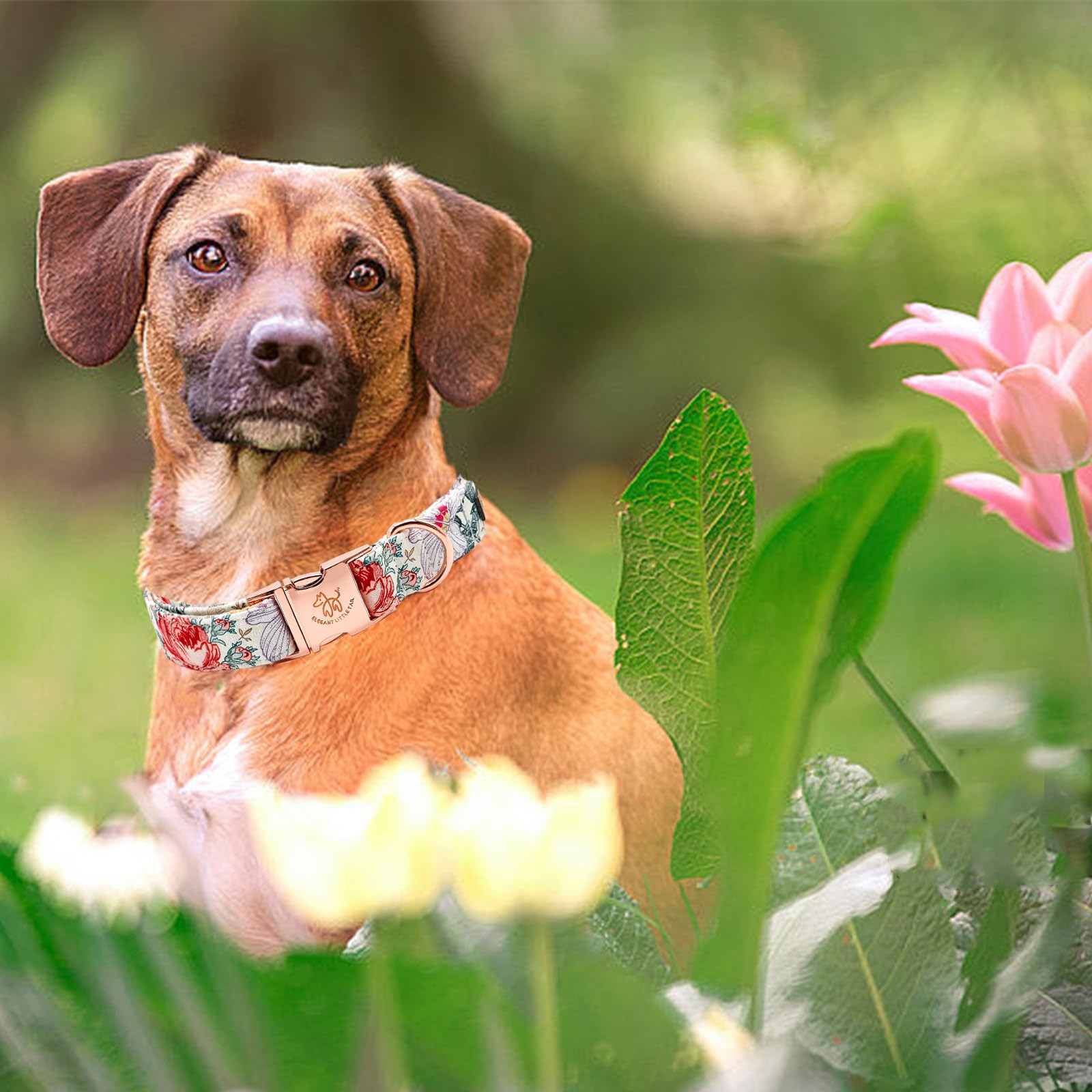 Elegant Vintage Floral Print Summer Dog Collar - Cotton, Durable, Metal Buckle For X-Large Dogs