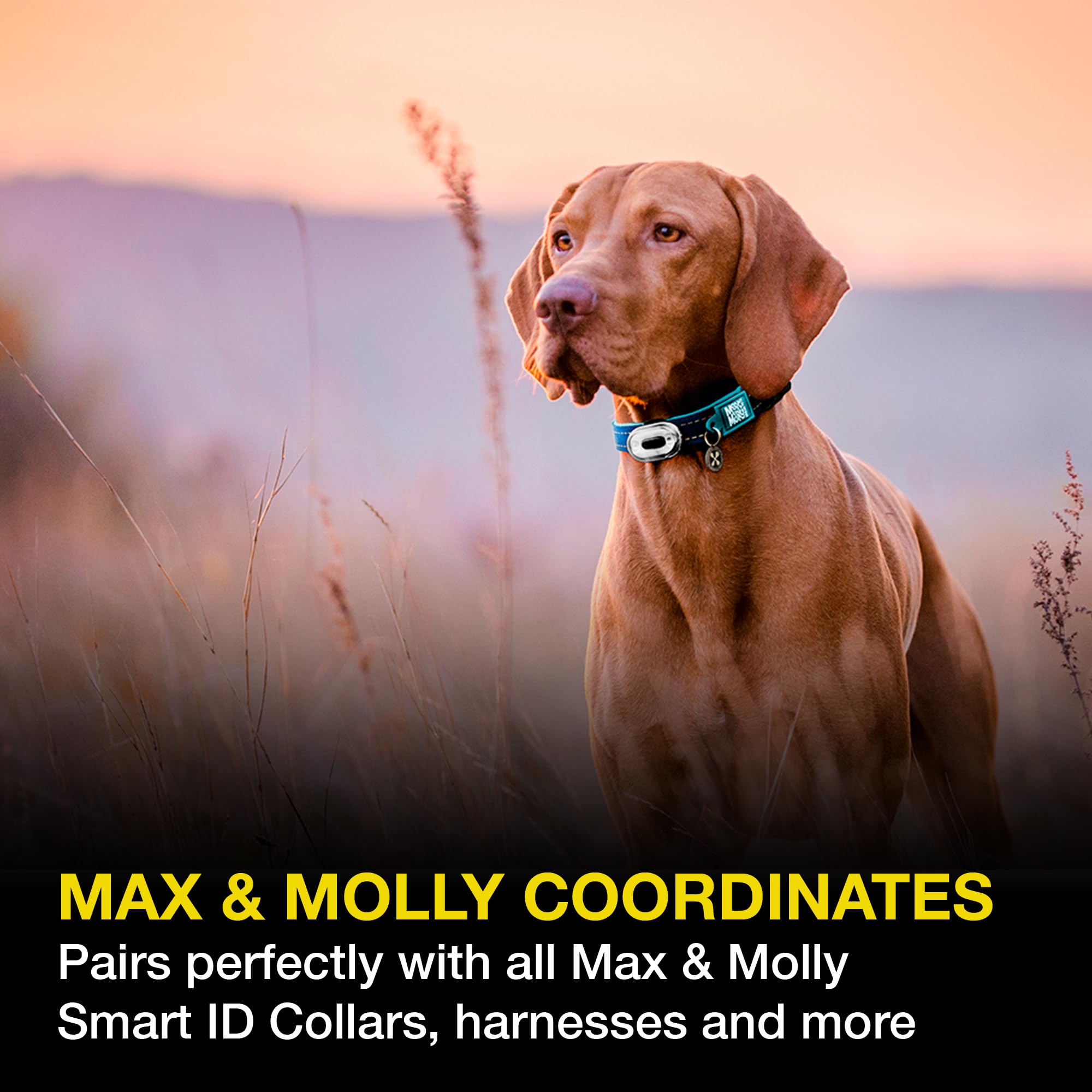 Max & Molly USB Rechargeable LED Dog Collar Light - Waterproof Safety Light for Night Walks, Hiking, Running, Biking