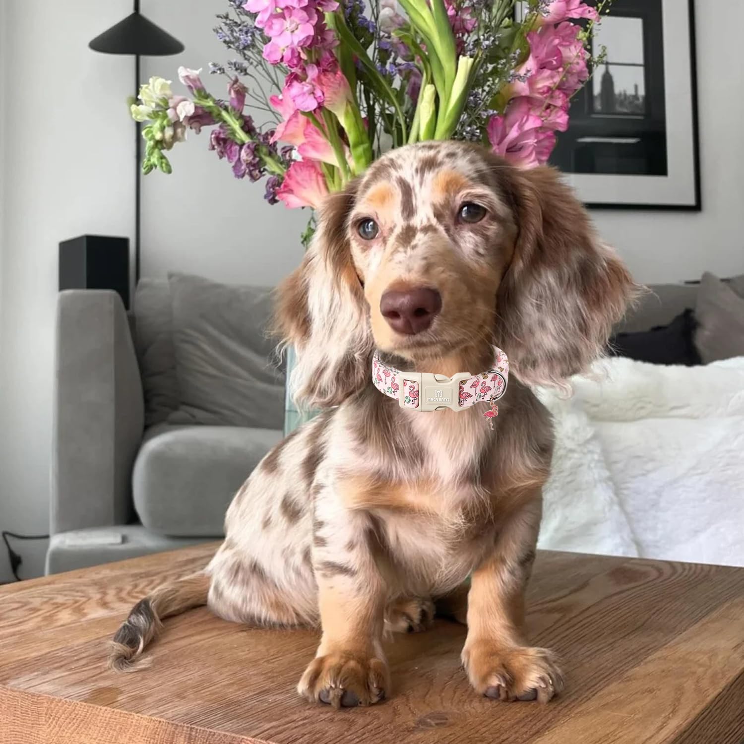 Maca Bates Cute Pink Flamingo Basic Dog Collar Puppy Collars Durable Comfortable Adjustable Durable Birthday Gift For Xs Small M