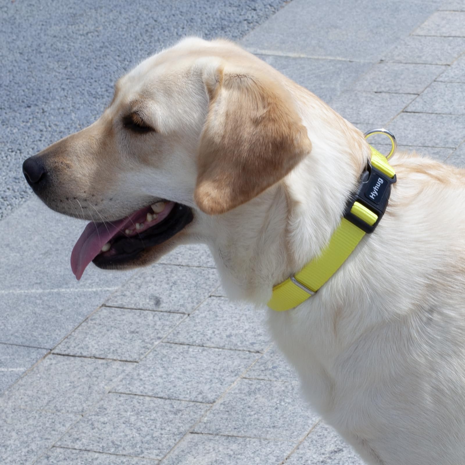 Hyhug Pets Solid Color Classic Regular Heavy Duty Basic Collar for Medium Breed Dogs Daily Use Walking,Jogging,Professional Trai