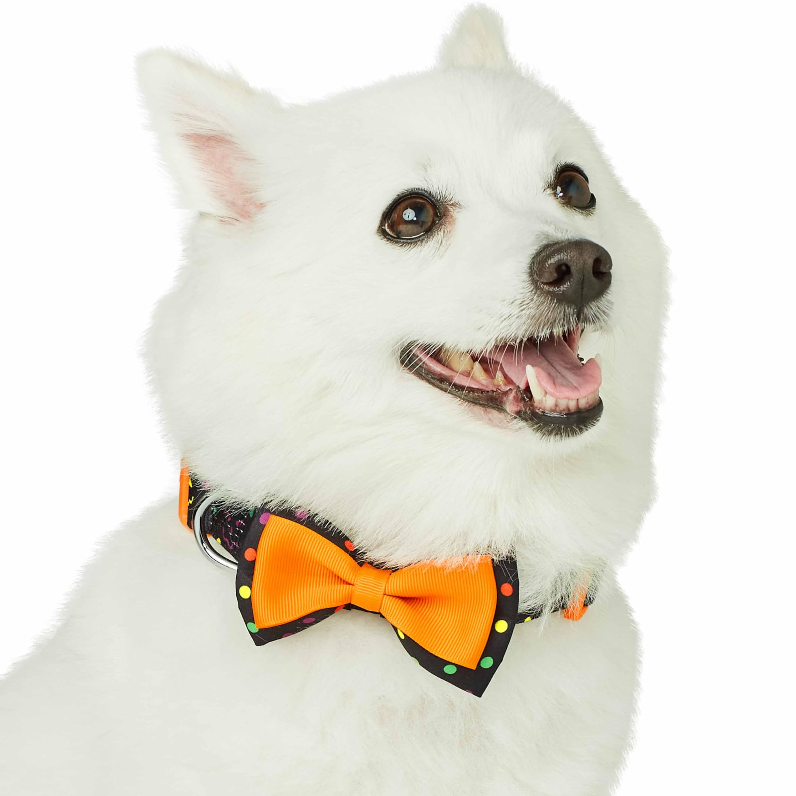 Blueberry Pet Halloween Polka Dot Adjustable Dog Collar With Detachable Bowtie, Small, Neck 12'-16'