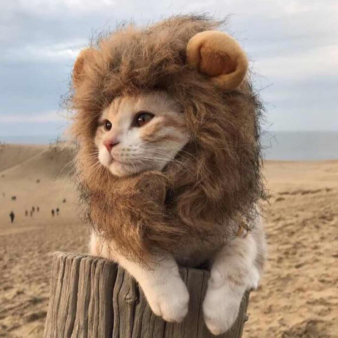 Namsan Pet Halloween Costume Cat Lion Mane Wig Halloween Outfit Small Dog Lion Hat