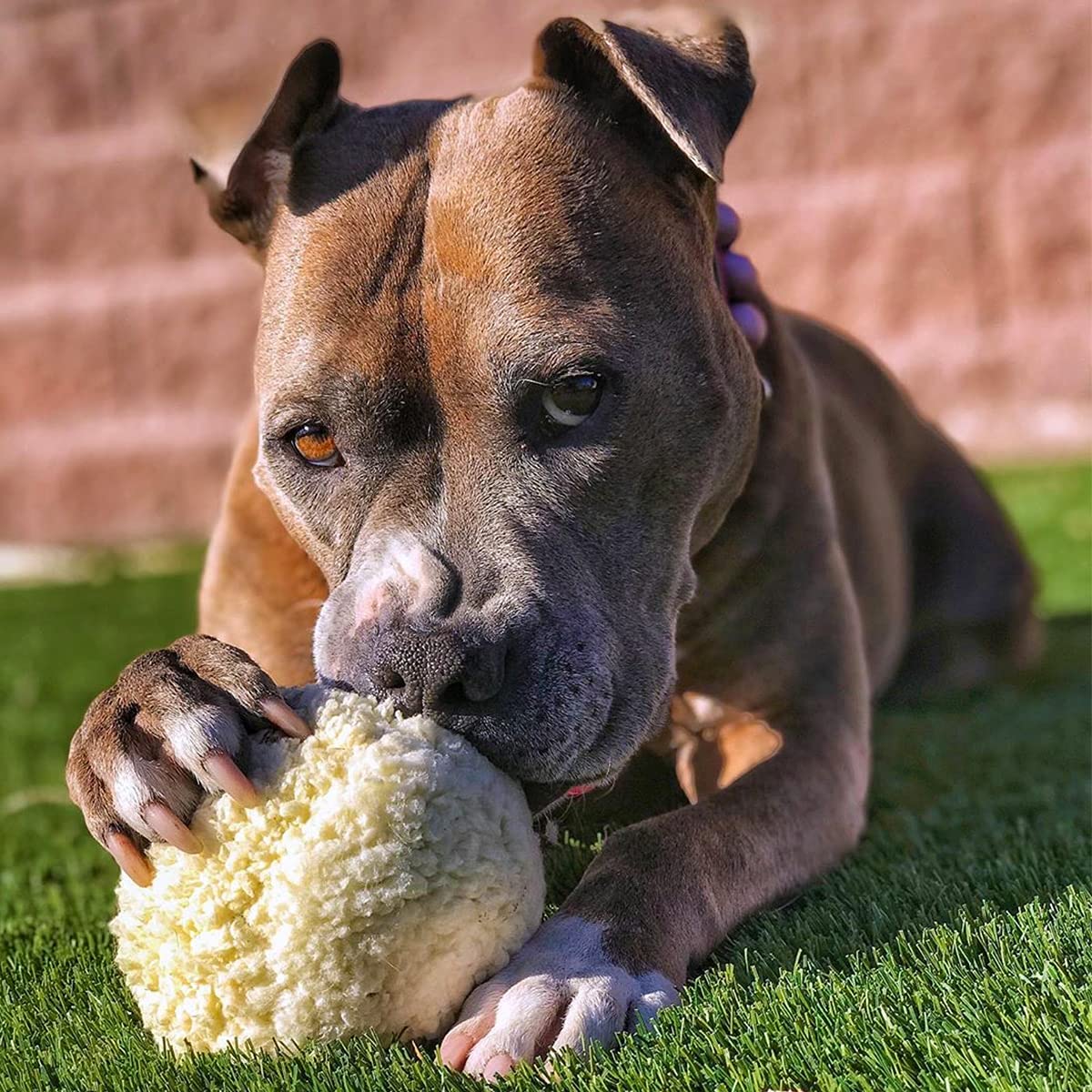 Barkbox Super Chewer Tough Dog Chew Toys For Aggressive Chewers, Plush 2 Toys In 1 (Potato - Large)