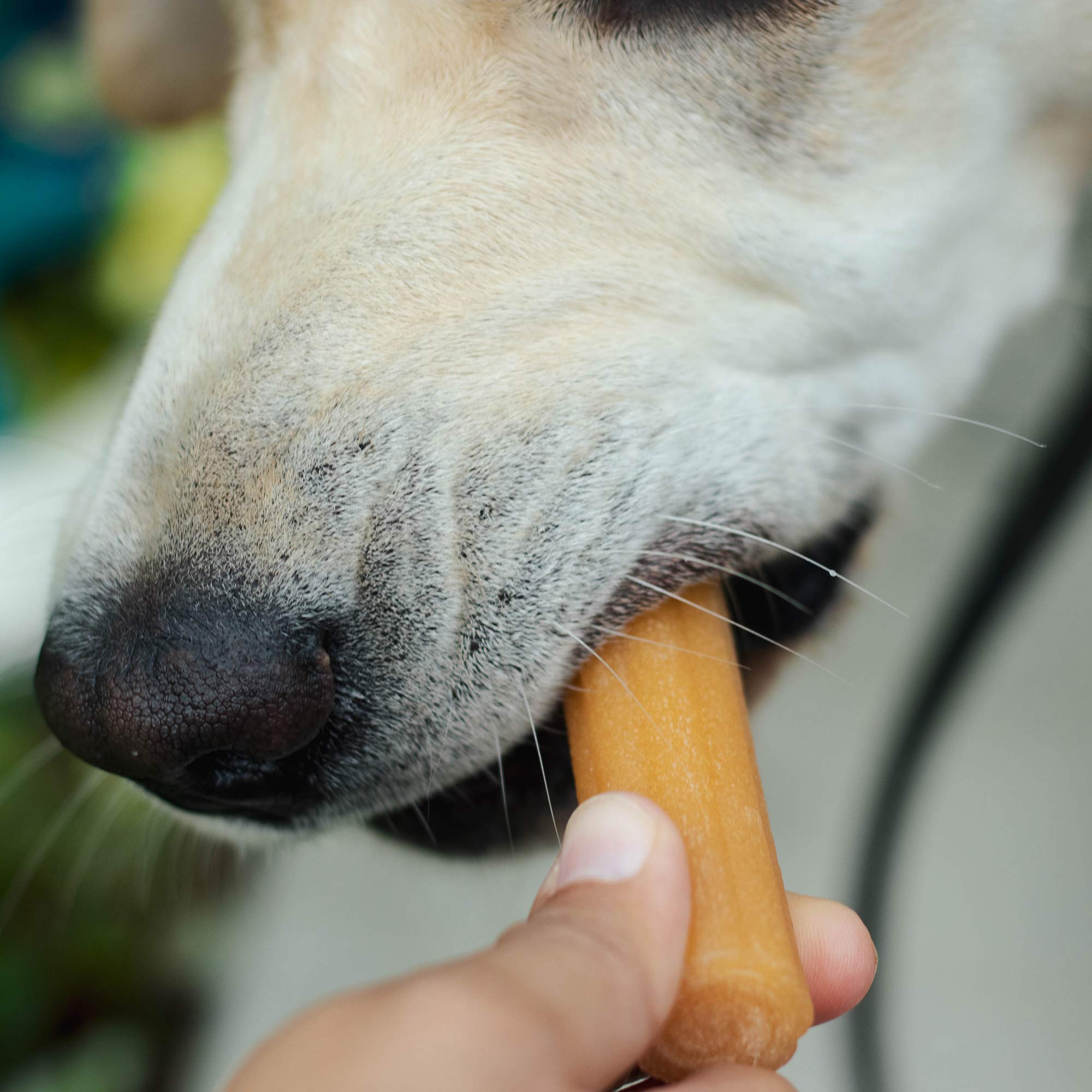 yaky CHURRO Himalaya Cheese Treats  Lactose Free  Gluten Free  Grain Free  USA MADE  for All Breeds  4 CHURROs per Pouch  Origin