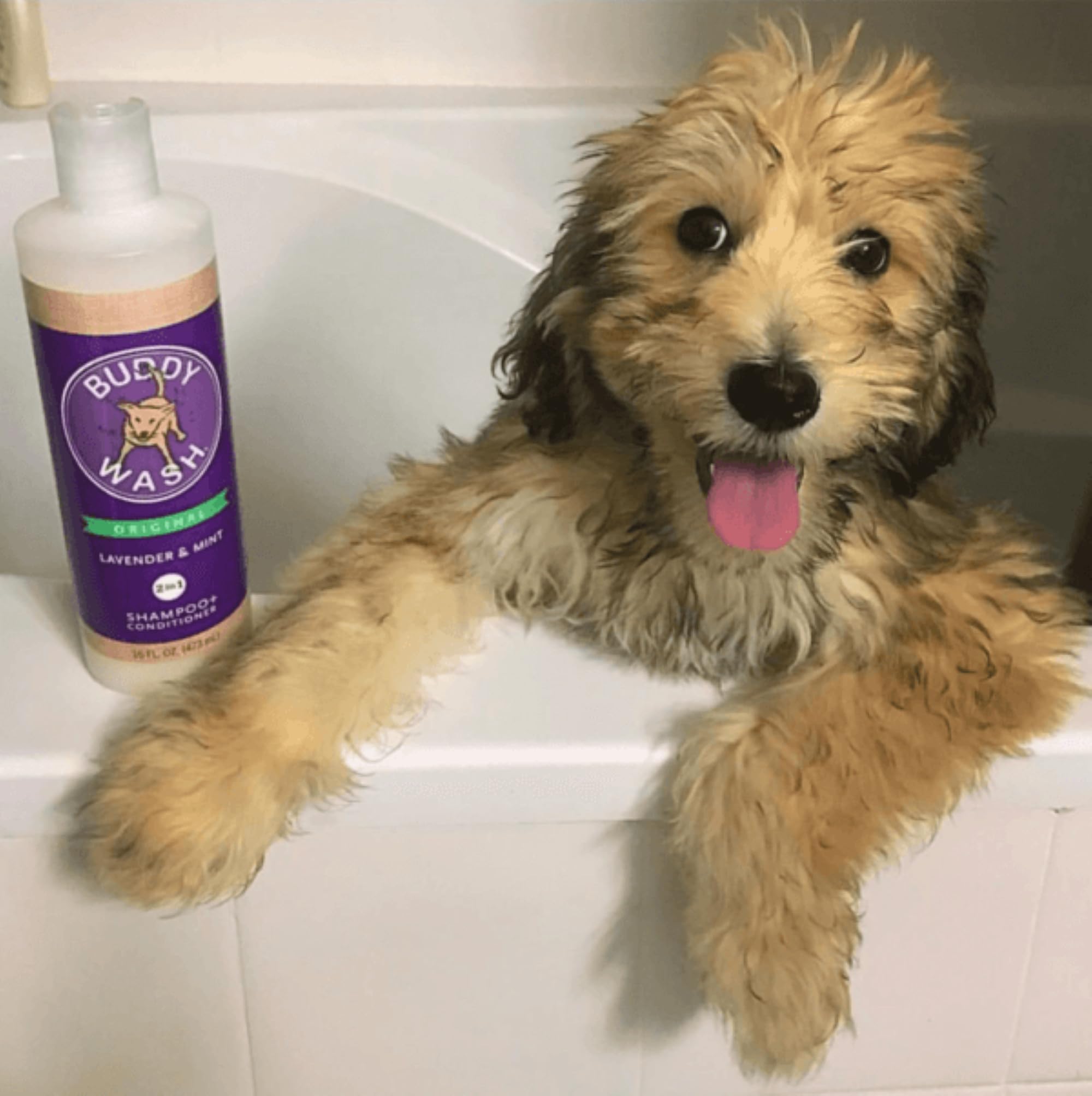 Buddy Wash 2-In-1 Dog Shampoo And Conditioner For Dog Grooming, Lavender & Mint, 16 Oz. Bottle