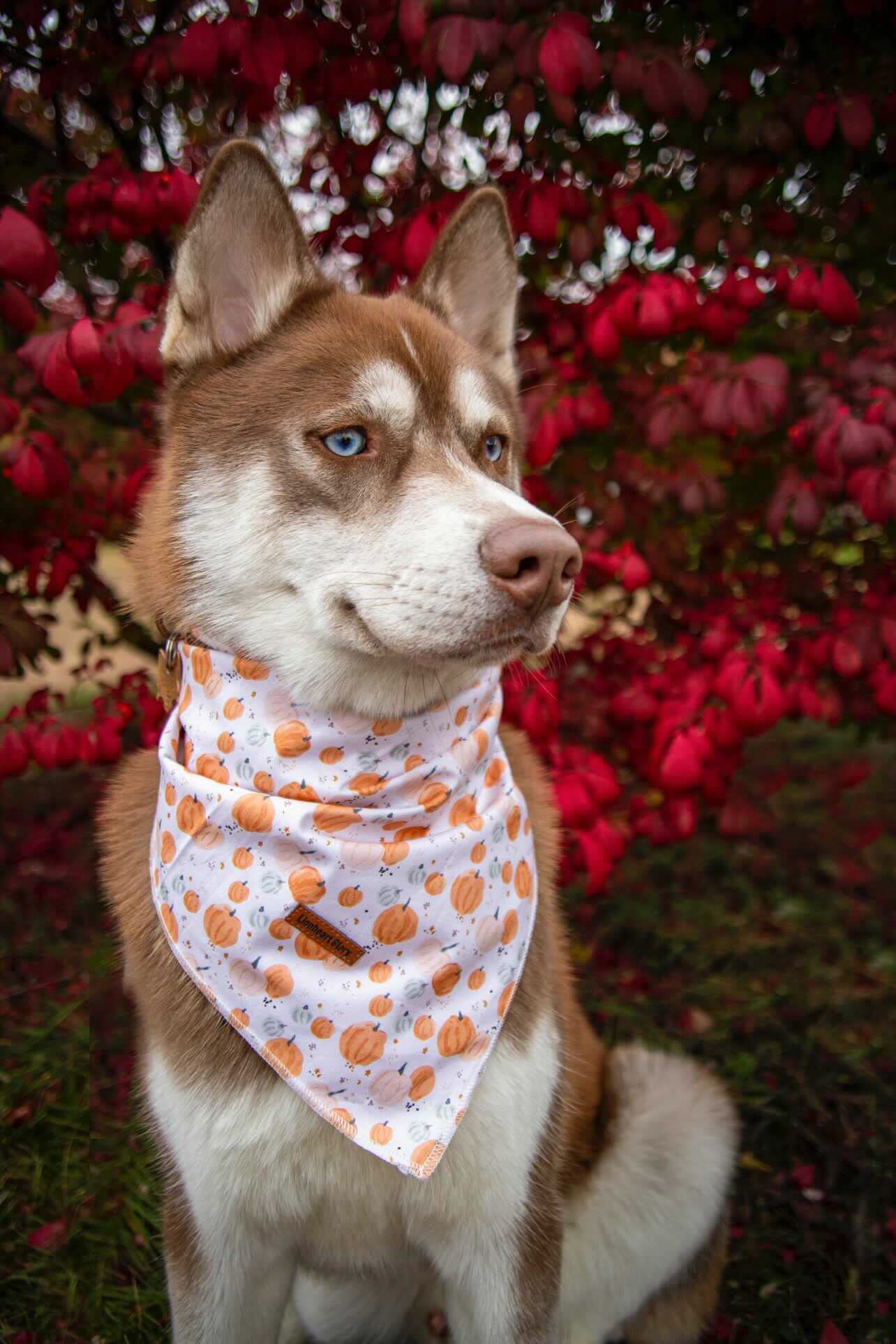 Lionheart Glory Dog Bandana 1 Pack Washable Soft Cotton Halloween Pumpkin Bibs Scarf, Adjustable Kerchief Square Dog Bandanas For Large Dogs