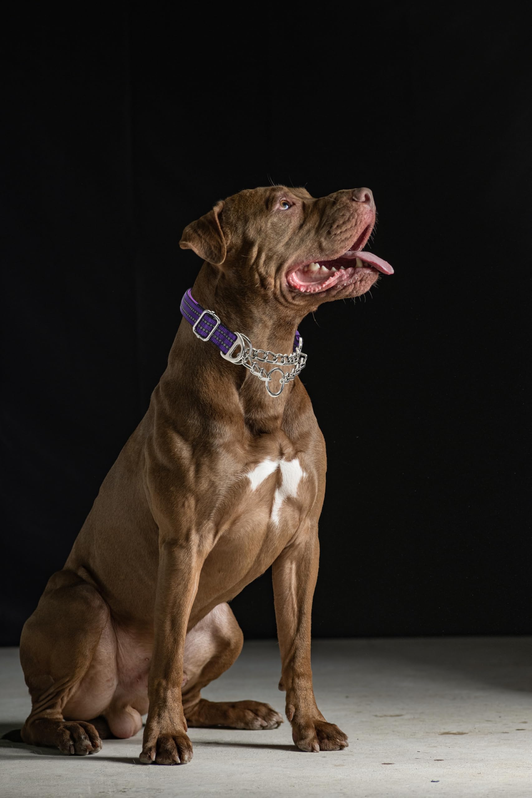 Green Martingale Collar For Medium Dogs, Reflective Nylon Dog Chain Collar Escape Proof Heavy Duty Dog Collar With Stainless Ste
