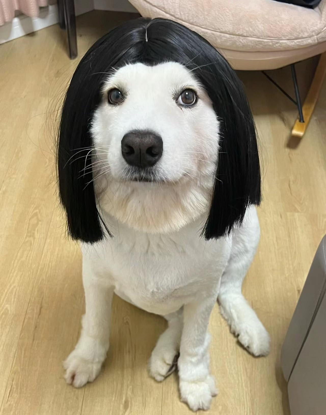 Spa Day Dog Costume Cosplay Wig, Curly Hair Pet Cat Wigs For Halloween Parties Dog Hats Wigs For Small Medium And Large Dogs Adjustable(Pet Head Circumference 8-27 Inches)