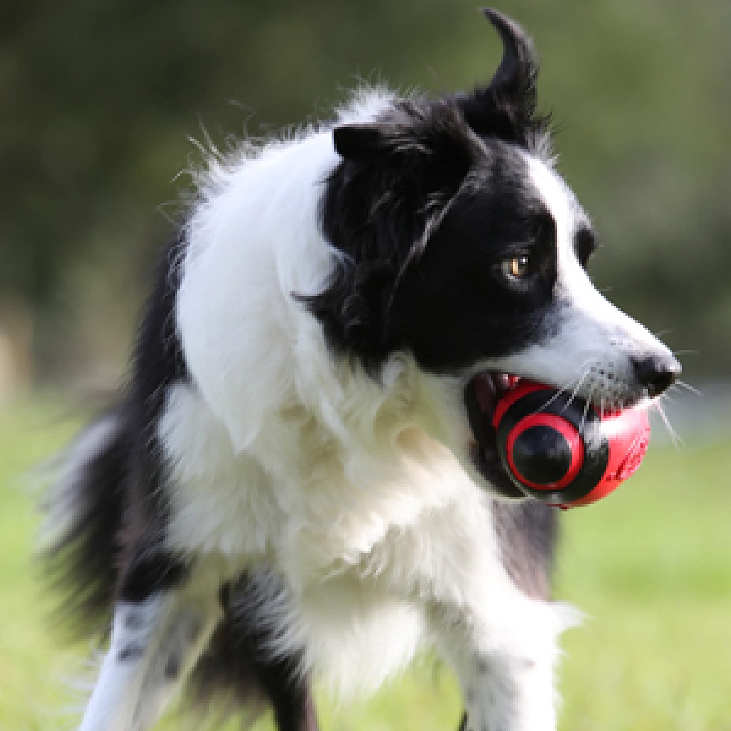 Nerf Dog Rubber Football Dog Toy With Interactive Squeaker, Lightweight, Durable And Water Resistant, 7 Inch Diameter For Medium
