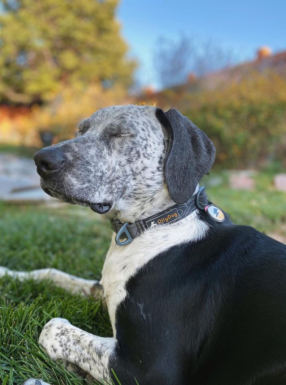 Ollydog Flagstaff Collar, Webbing Dog Collar With Side-Release Buckle, Lightweight Training Collar For Large, Medium And Small Dogs (Large, Raven Bark)
