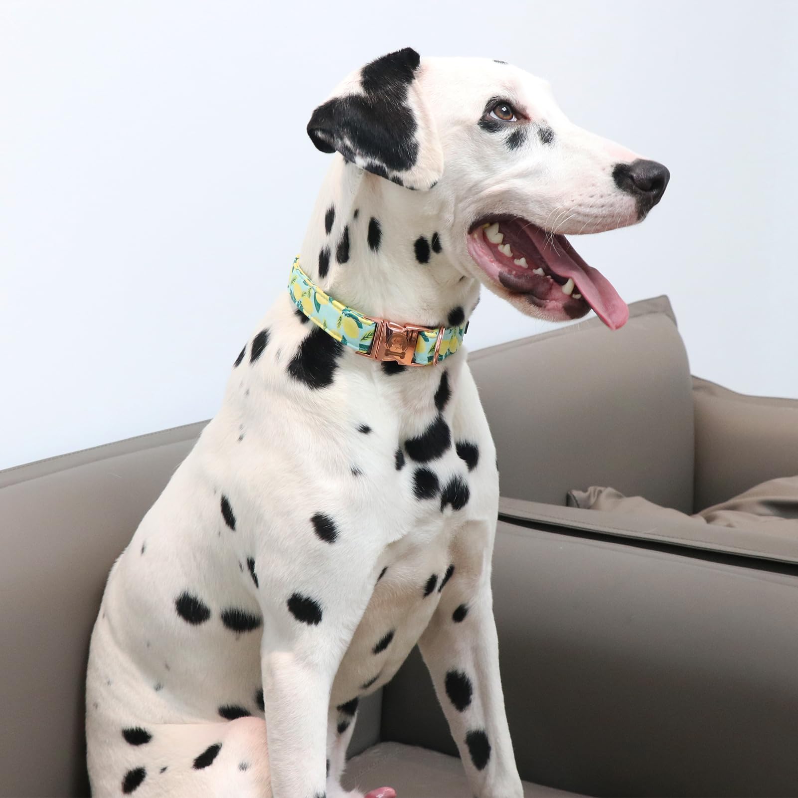 Mr. Chubbyface Spring Summer Dog Collar, Cute Green Lemon Dog Collars, Adjustable Durable Soft Natural Fabric Pet Collar For Sma