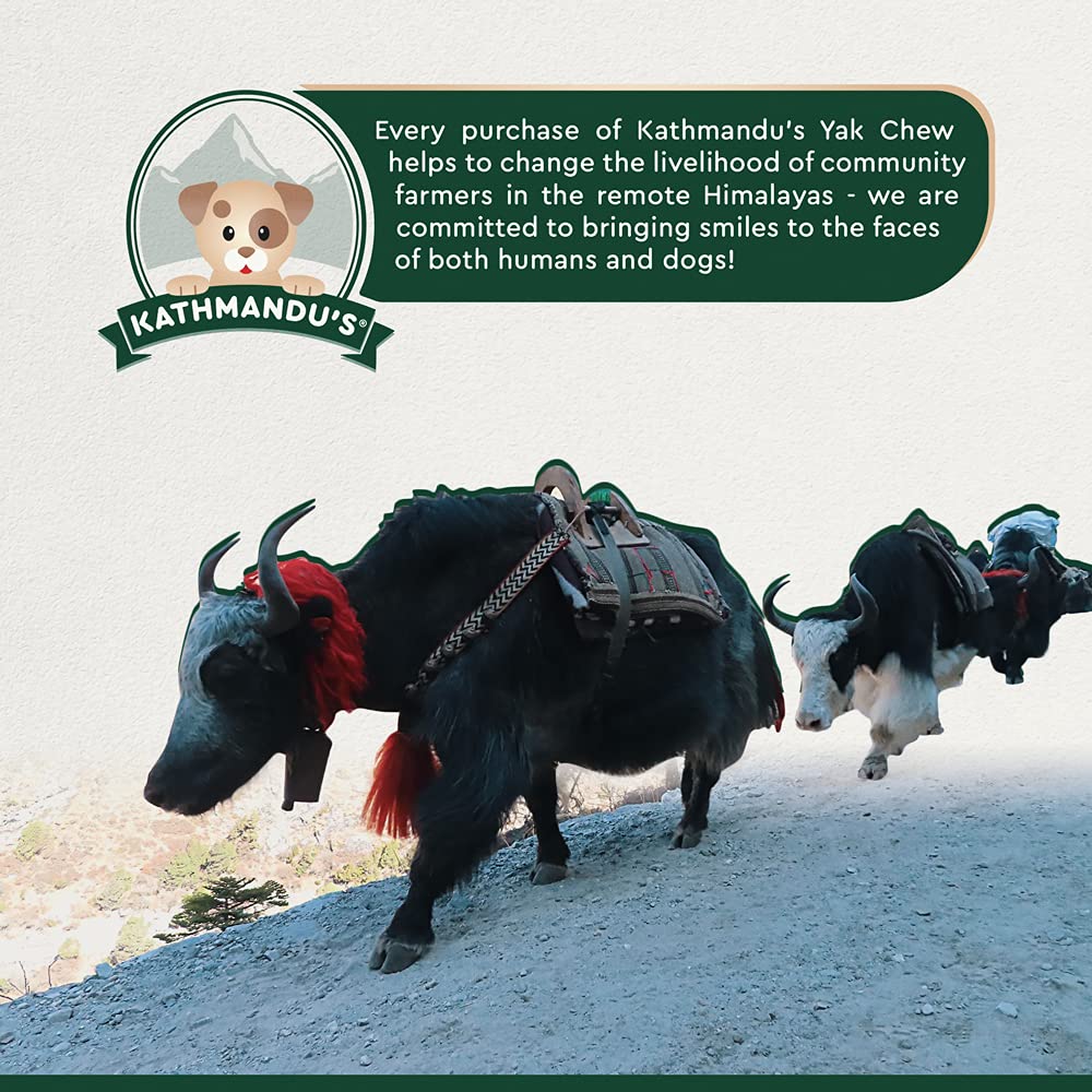 Authentic Himalayan Yak Cheese for Dogs - Medium (Pack of 10) - Sourced from Pristine Himalayan Foothill, Rawhide-Free, NO prese