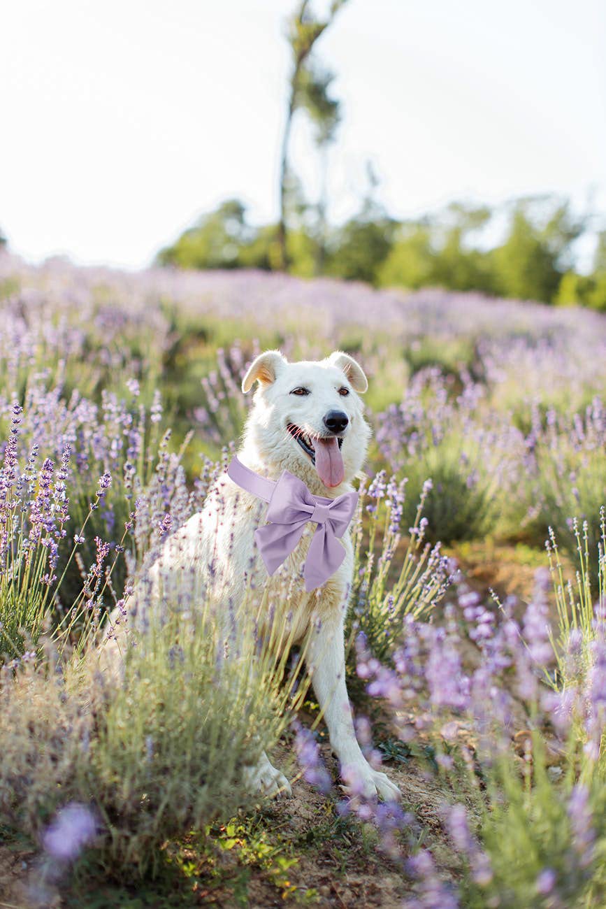 Unique Style Paws Purple Silk Dog Collar Adjustable Durable Dog Collar With Bow Fashion Bowtie Collar For Medium Dogs