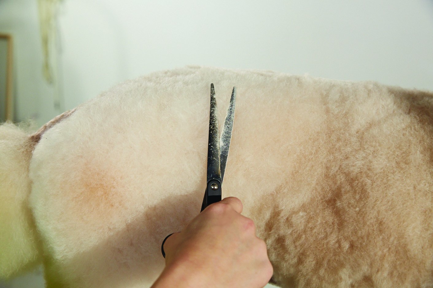 Andis 8 Straight Shears, Left-Handed, Professional Dog and Cat Grooming (80630)