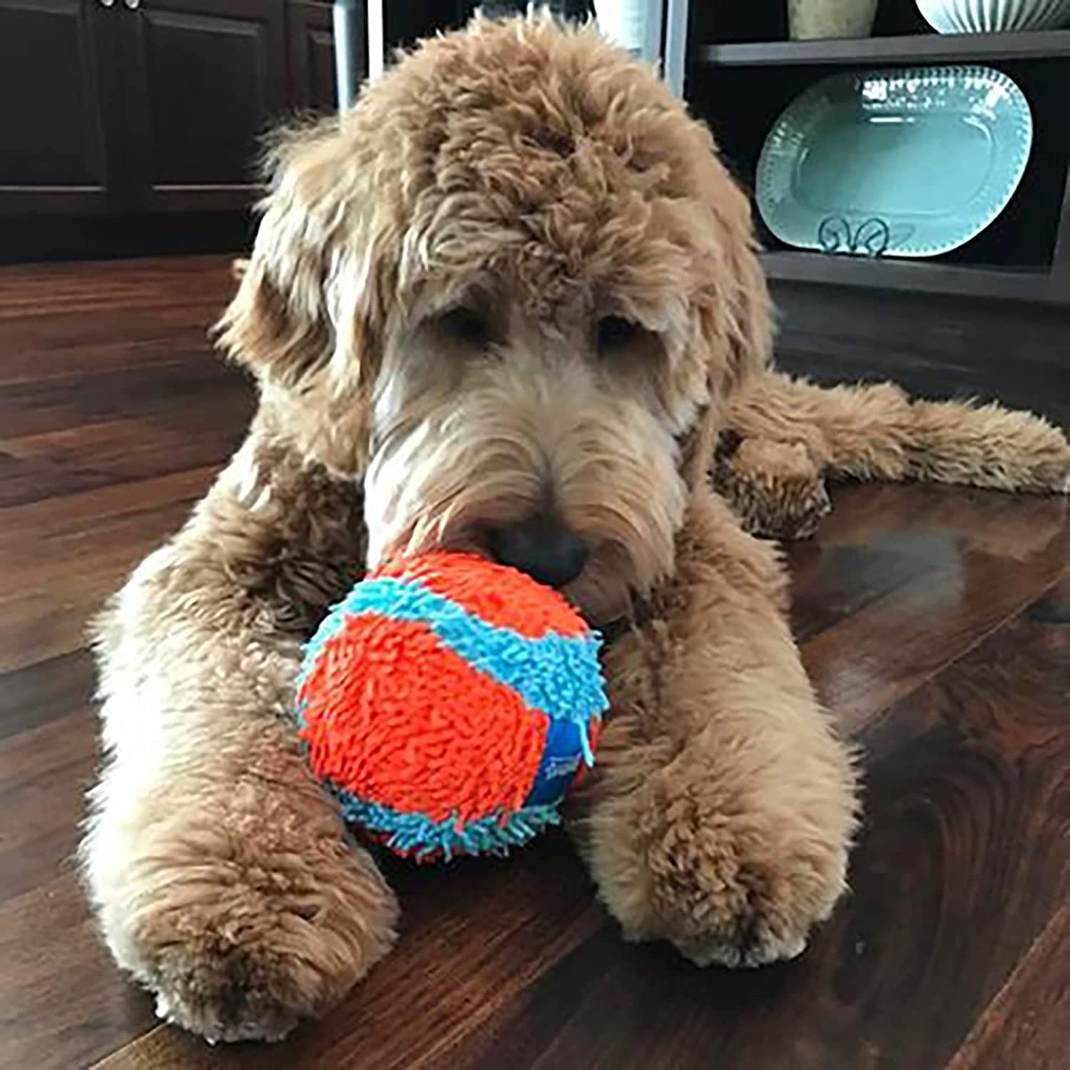 Chuckit! Indoor Fetch Toys Soft Interactive Play Roller Ball - 12 Pack