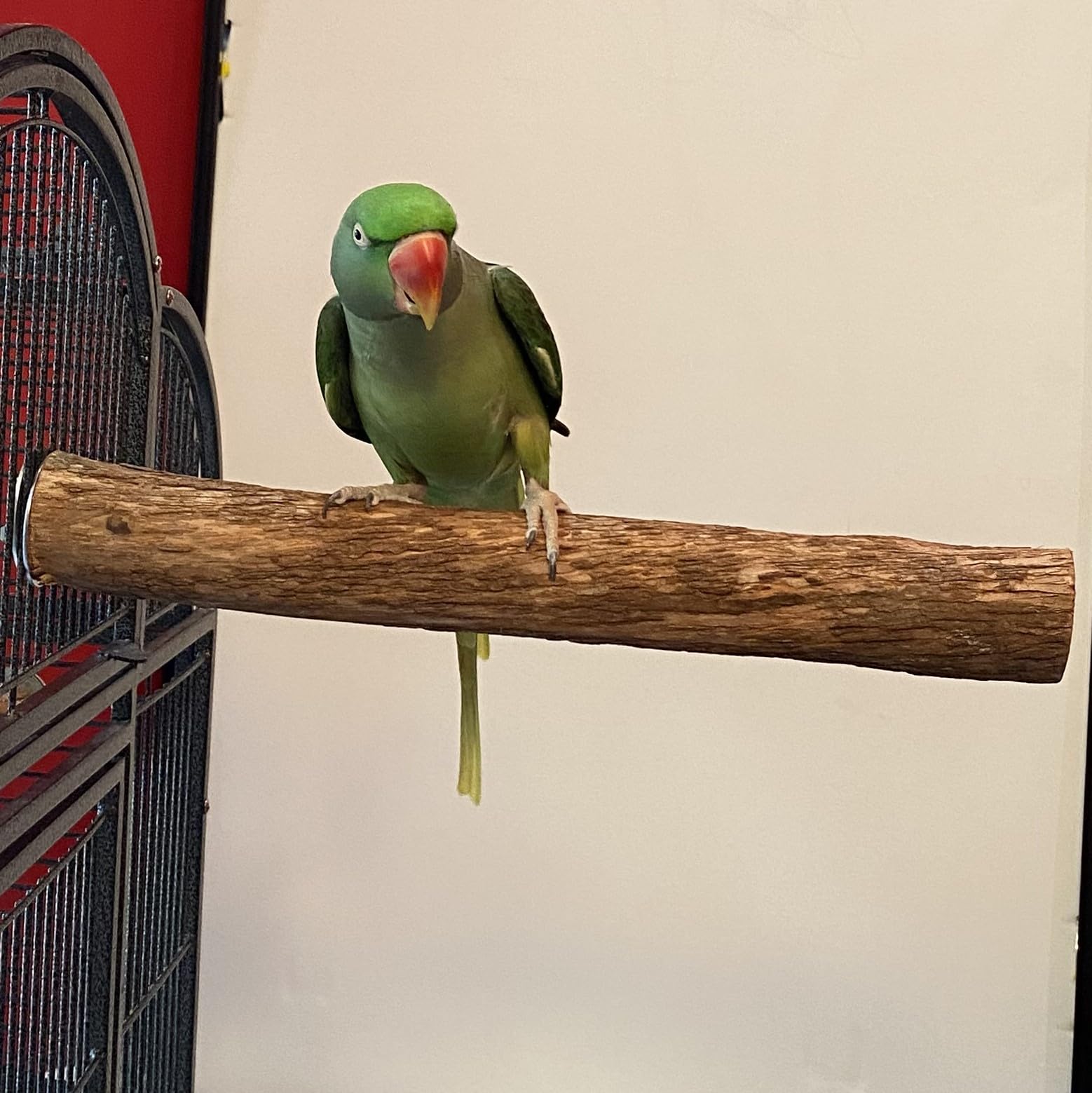 Polly'S Hardwood Bird Perch, X-Large