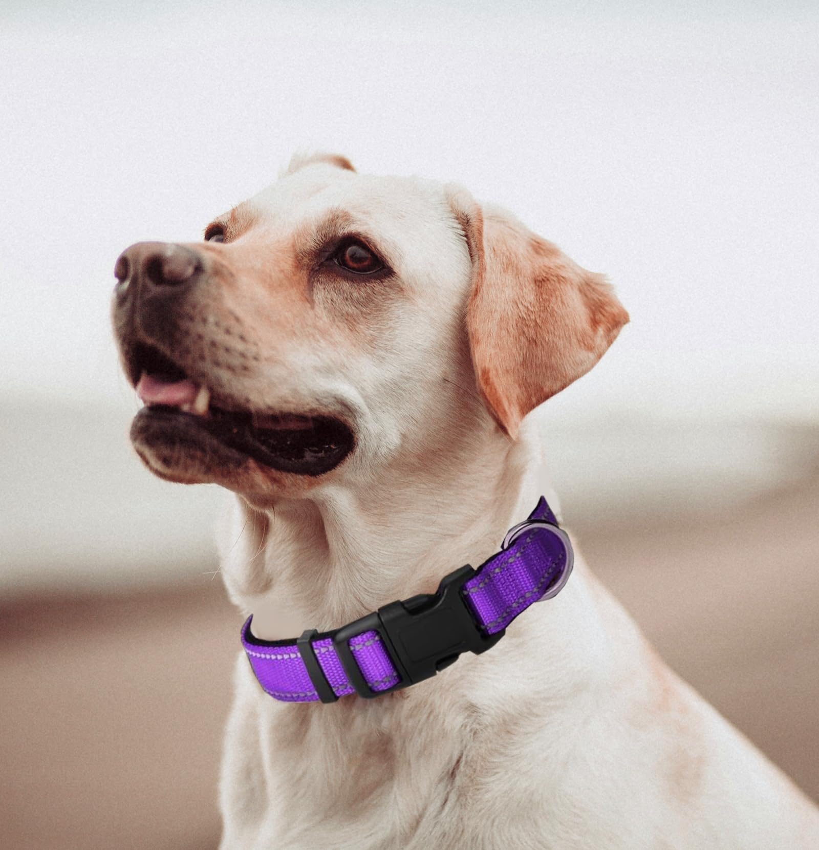 Xs Dog Collar, Reflective Pet Collar With Buckle Adjustable Safety Nylon Collars For Small Medium Large Dogs, Purple