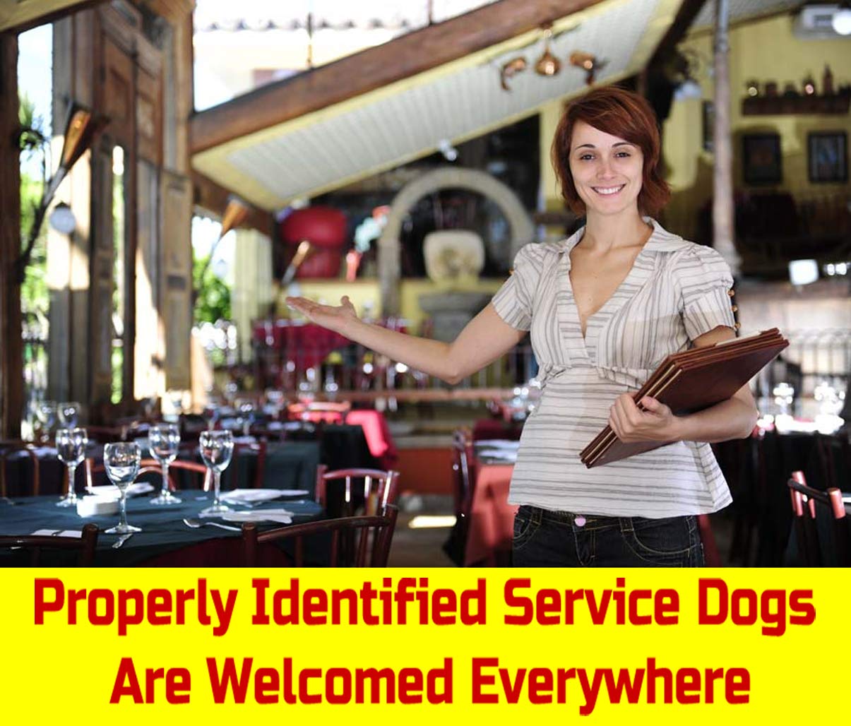 Just 4 Paws Pvc Service Dog Key Or Collar Tag For Ada Service Animals (Service Dog Sd21)