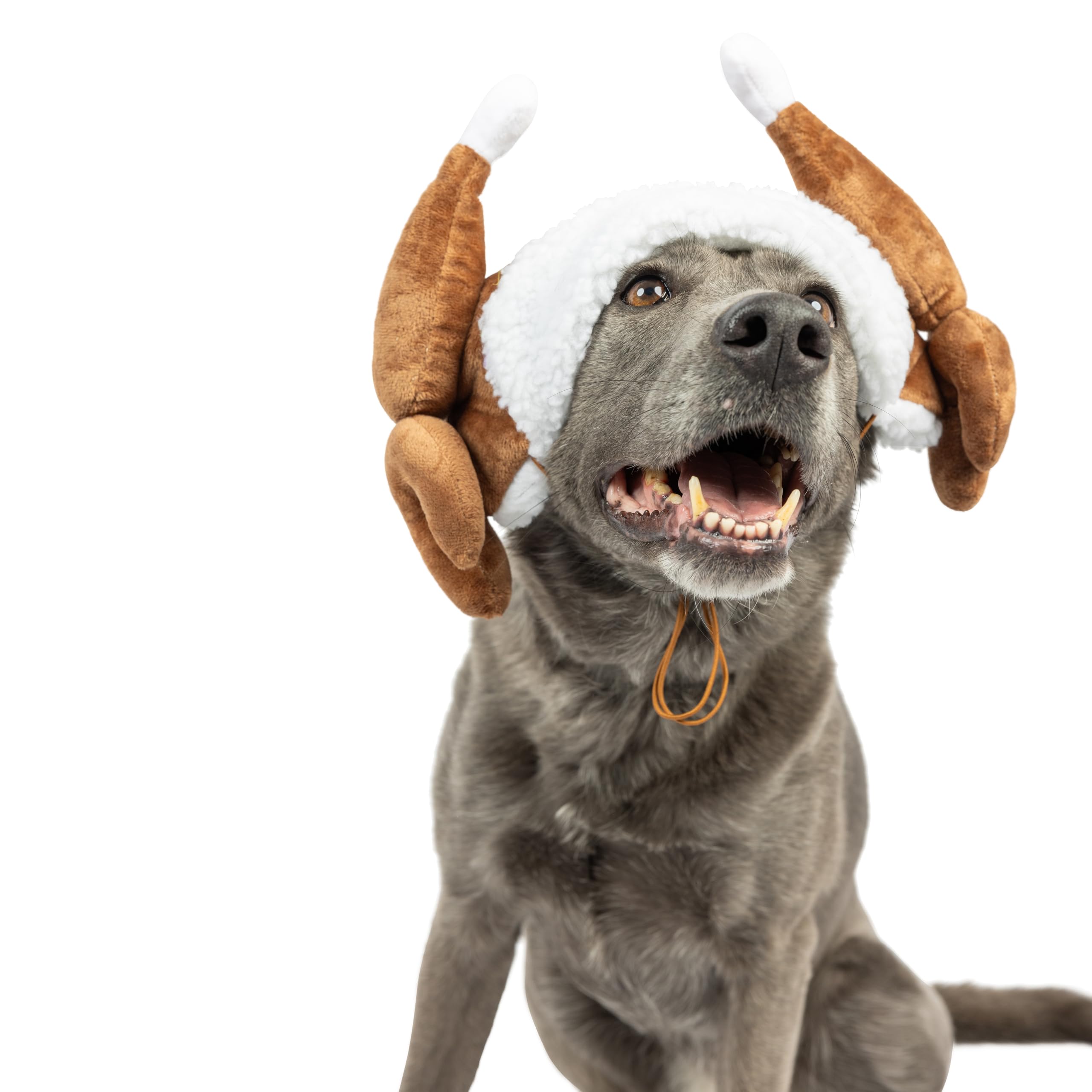 Huxley & Kent Pet Hat | Turkey Tester (Extra-Large) | Fun Thanksgiving Holiday Hat For Dogs/Cats | Cute, Comfortable And Fun | S