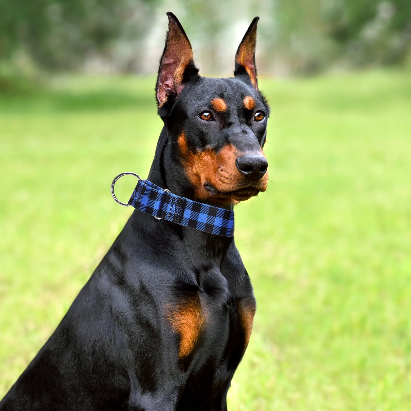 1.5 Inches Martingale Collar For X-Large Dogs,With Special Blue Plaid Design, Adjustable Premium No Slip Collar For Girl Boy Dog