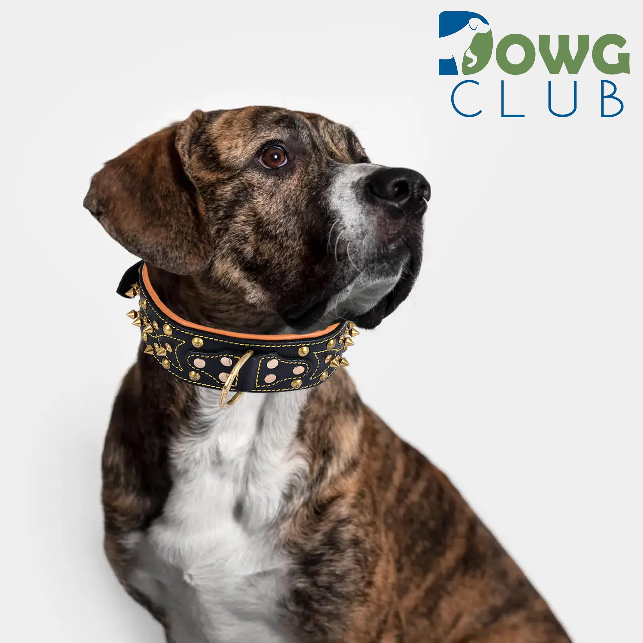 Dowgclub | Genuine Leather Spike Dog Collar | Western Style, Full Grain, Heavy Duty | Padded, Comfortable, Strong, Best For Medi