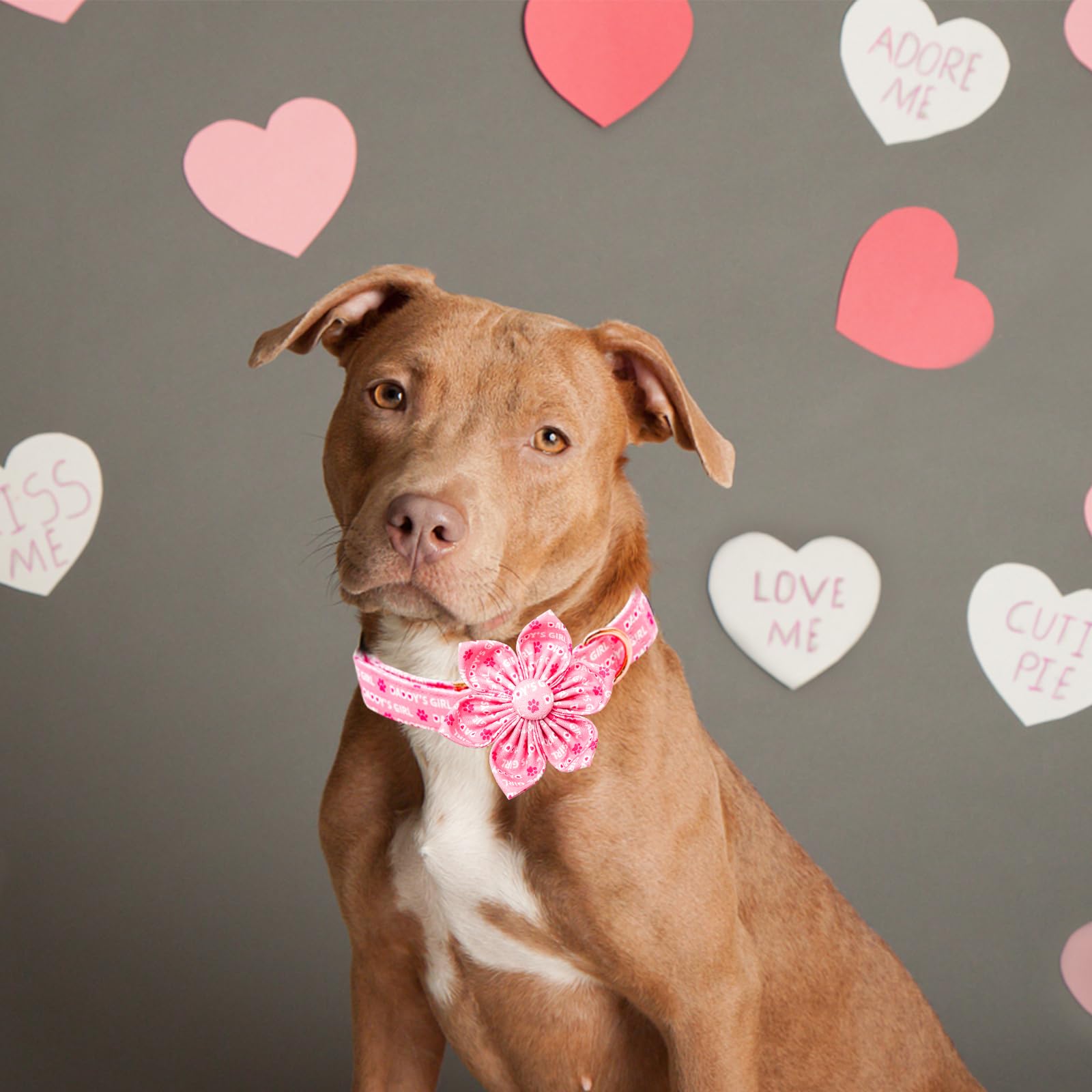 Lionheart Glory Valentine'S Day Dog Collar With Flower For Medium Dogs - Pink With Bowtie, Spring Pet Collar Flowers